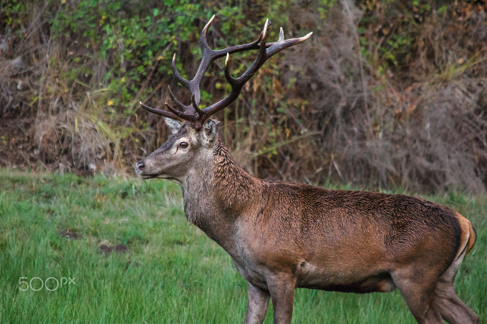 Sigma 150-500mm F5-6.3 DG OS HSM sample photo. Imponente photography