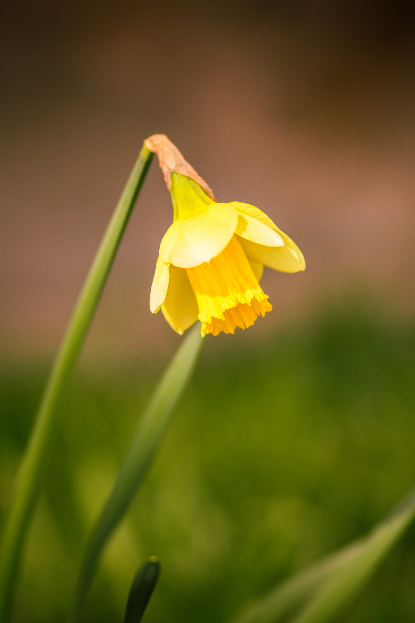 Canon EOS 760D (EOS Rebel T6s / EOS 8000D) + Canon EF 100mm F2.0 USM sample photo. Springtime photography