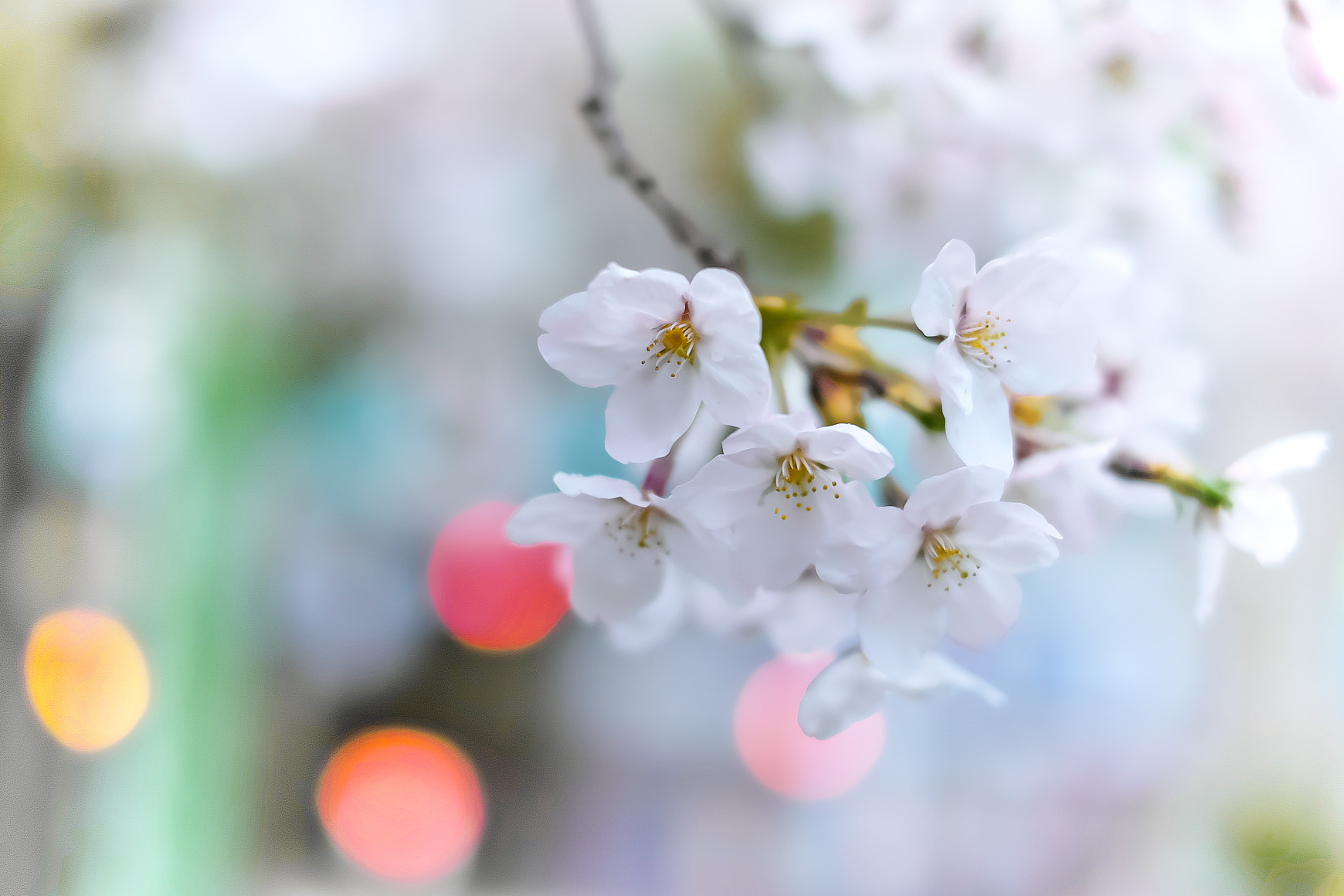 Fujifilm X-A1 + Fujifilm XF 35mm F1.4 R sample photo. Cherry tree blooms(soneiyosino＝ソメイヨシノ) photography