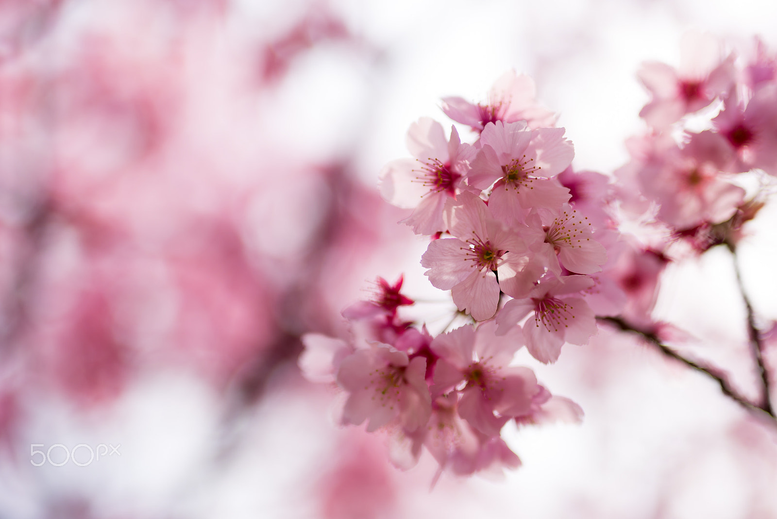 Nikon D600 + Sigma 50mm F1.4 DG HSM Art sample photo. Sakura in japan photography