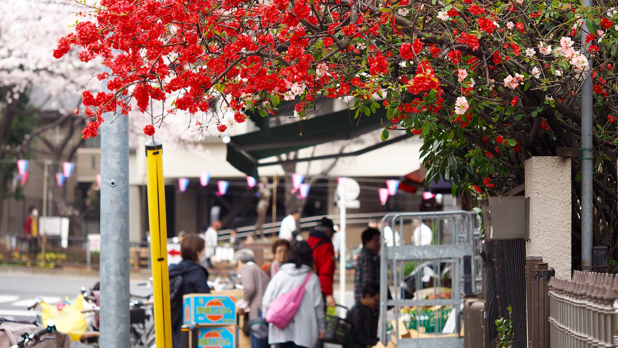 Olympus PEN E-PL7 sample photo. Japanese quince and shoppers photography