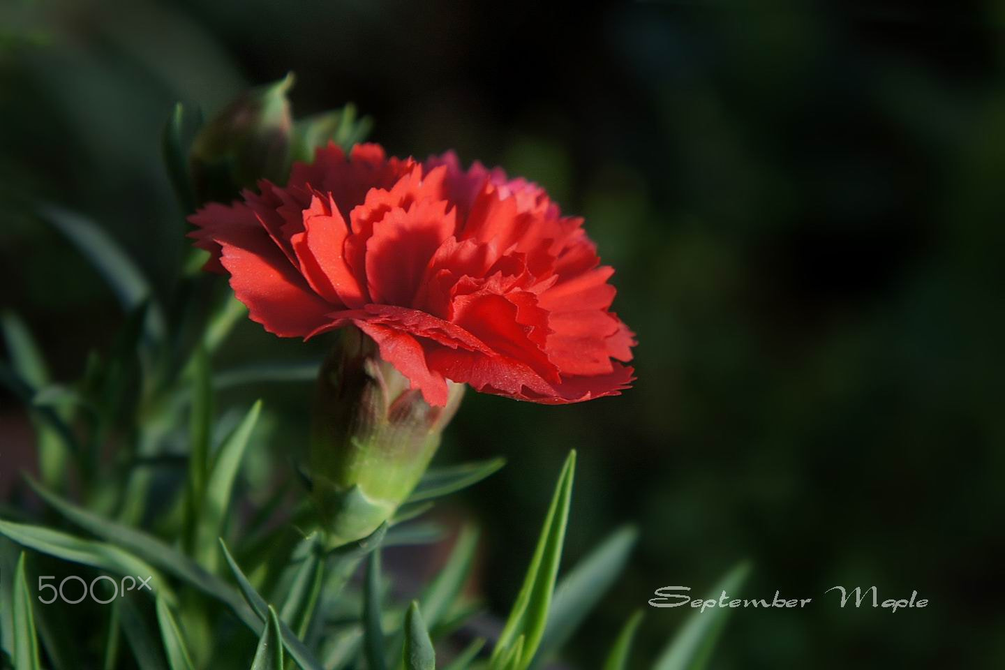 Sony NEX-5C sample photo. 红色的浪漫 photography