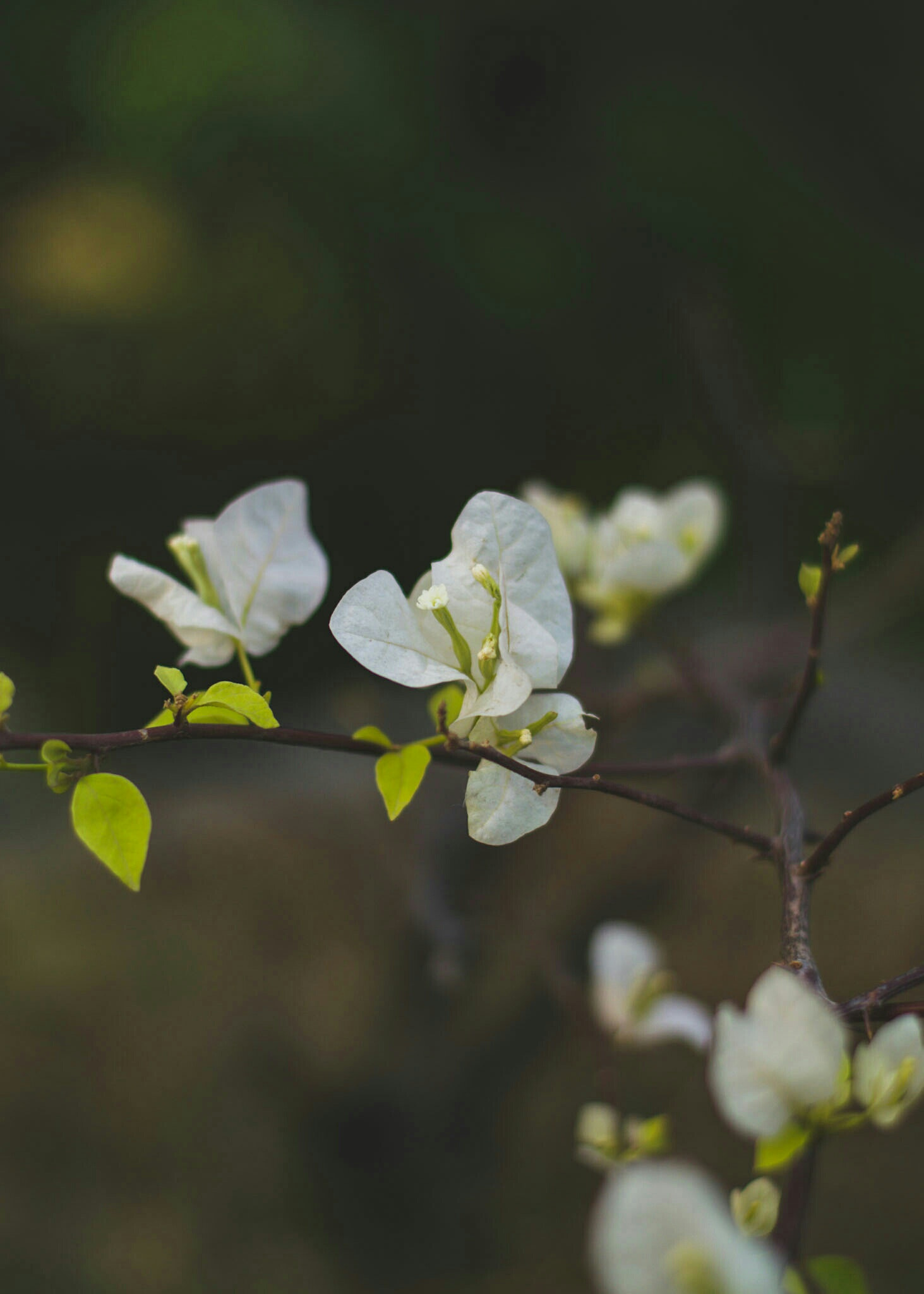 Nikon AF-S Nikkor 50mm F1.8G sample photo. Bliss flower here i come... photography