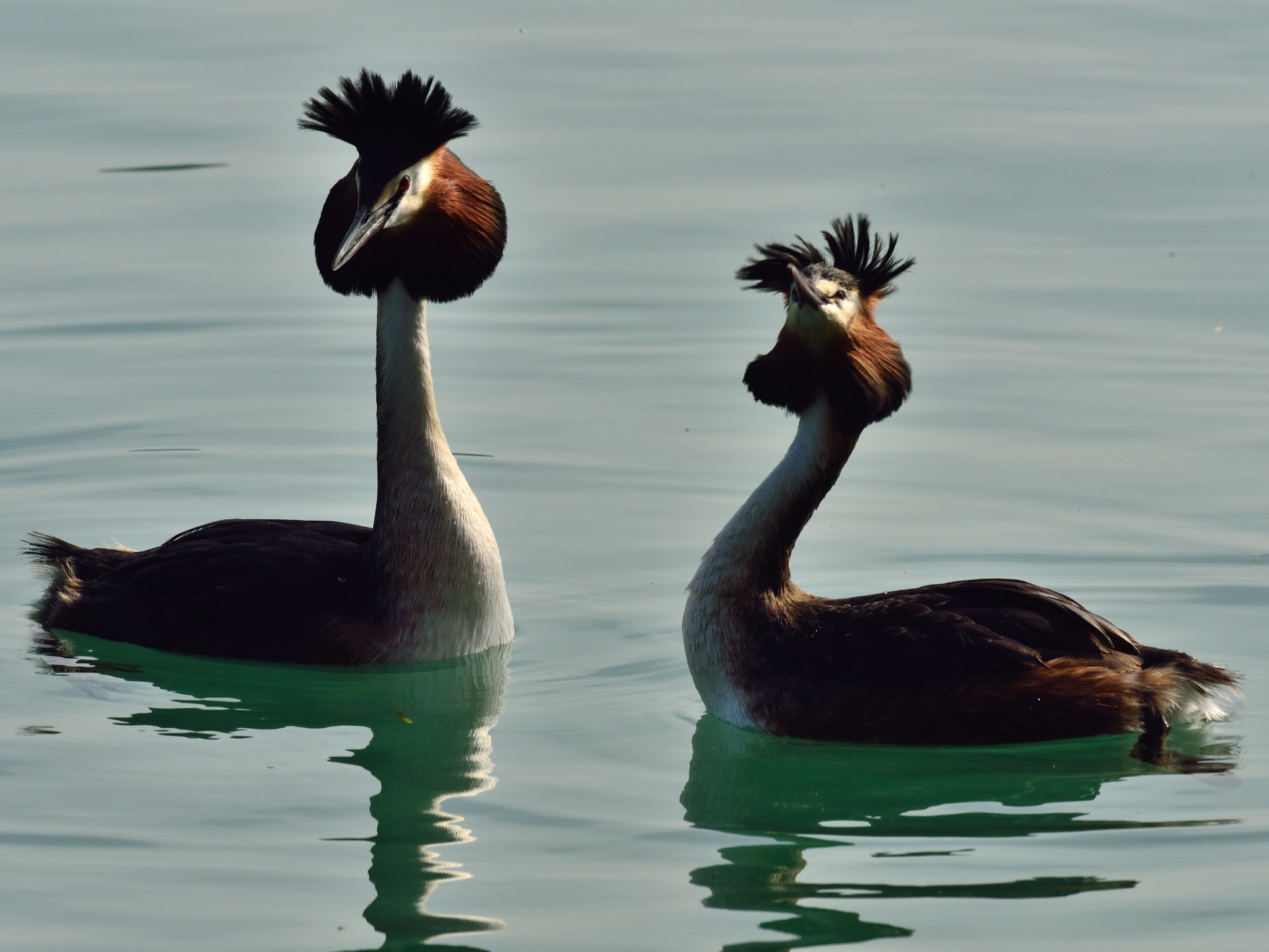 AF-S Nikkor 500mm f/4D IF-ED + TC-14E sample photo. Love is in the air photography