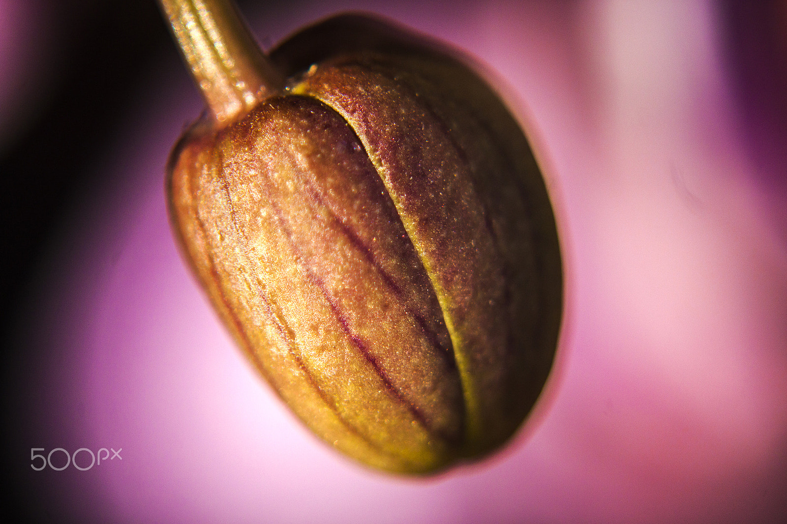 Canon EF 28-80mm f/3.5-5.6 USM IV sample photo. - photography