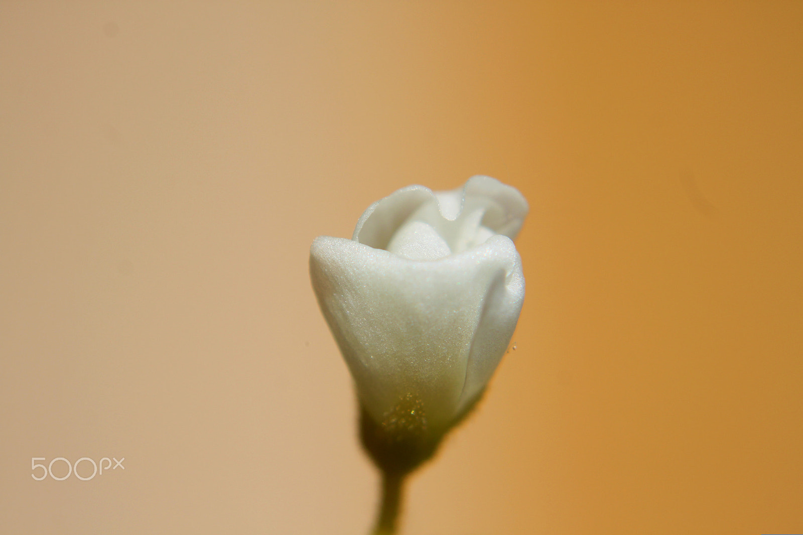 Canon EF 28-80mm f/3.5-5.6 USM IV sample photo. Birth of beauty photography