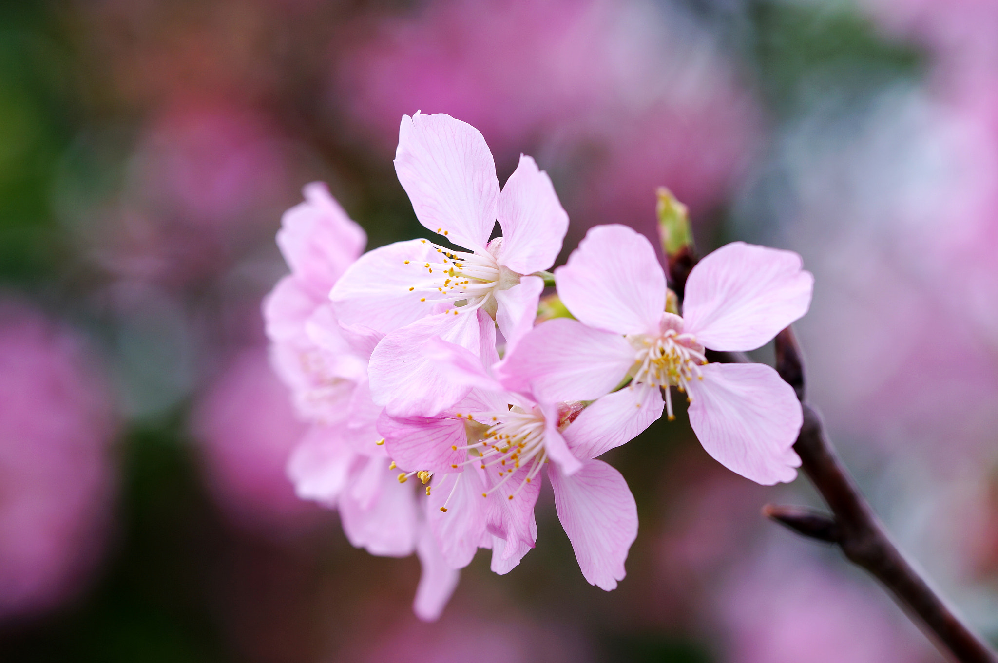Sony Alpha NEX-6 + Sony FE 90mm F2.8 Macro G OSS sample photo. Cherry blossom photography