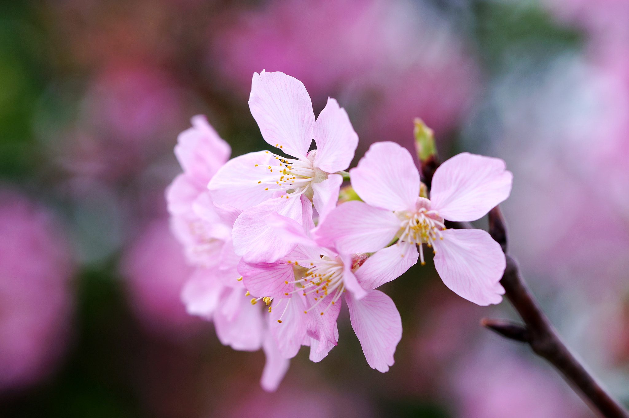 cherry blossom