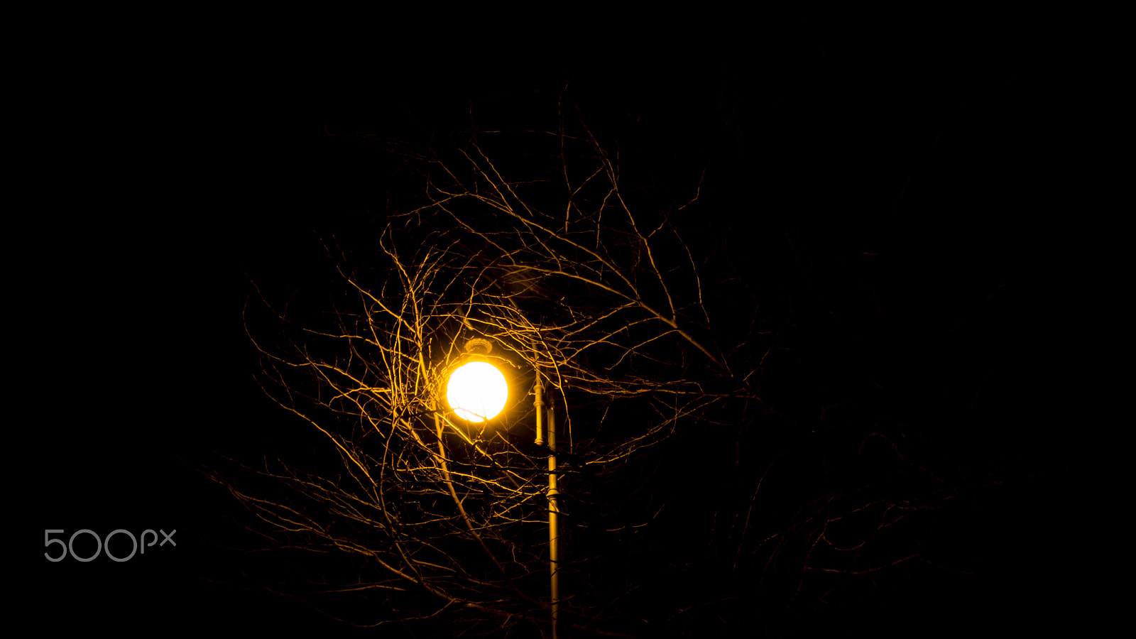 Olympus PEN E-PM2 + Olympus M.Zuiko Digital ED 14-42mm F3.5-5.6 L sample photo. Lisbon tree at night photography