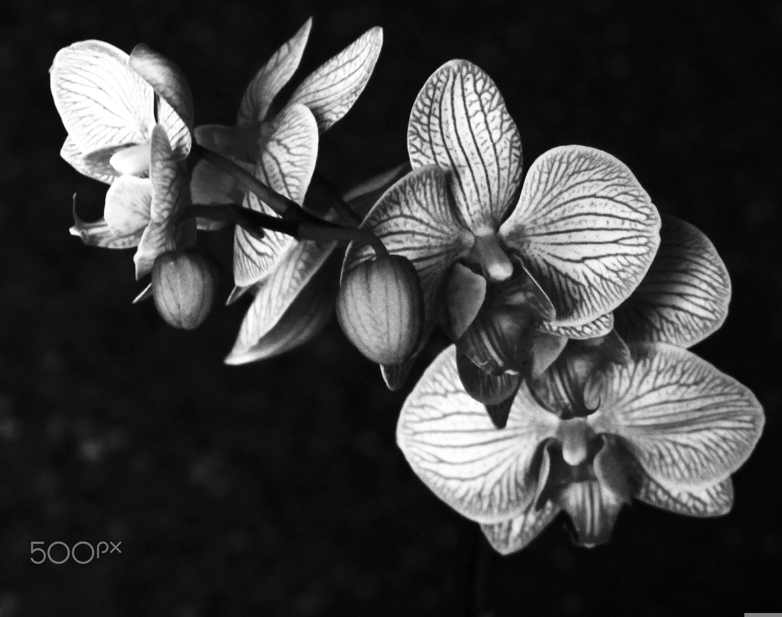 Canon EF 28-80mm f/3.5-5.6 USM IV sample photo. Orchid photography