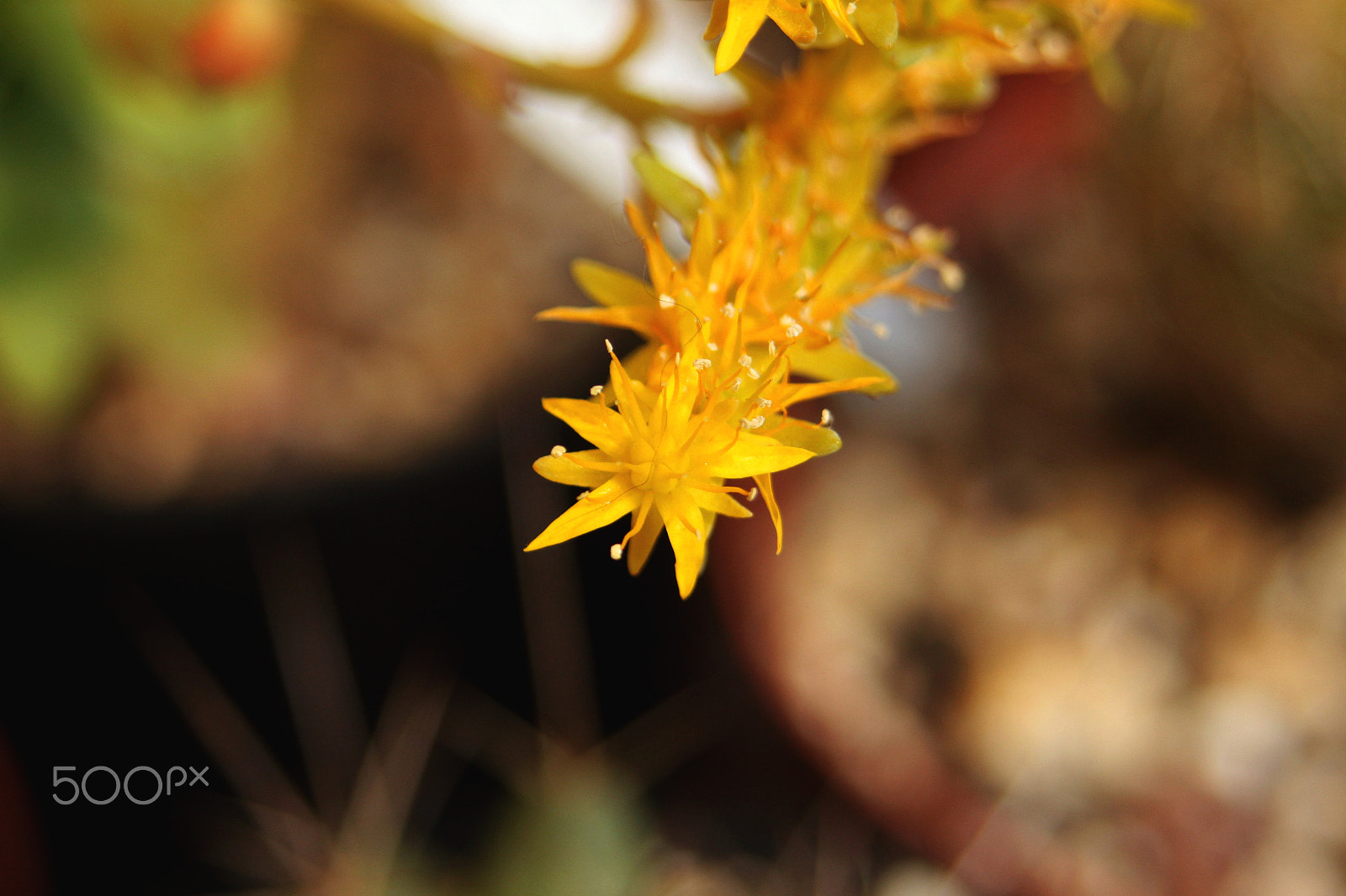 Canon EF 28-80mm f/3.5-5.6 USM IV sample photo. - photography