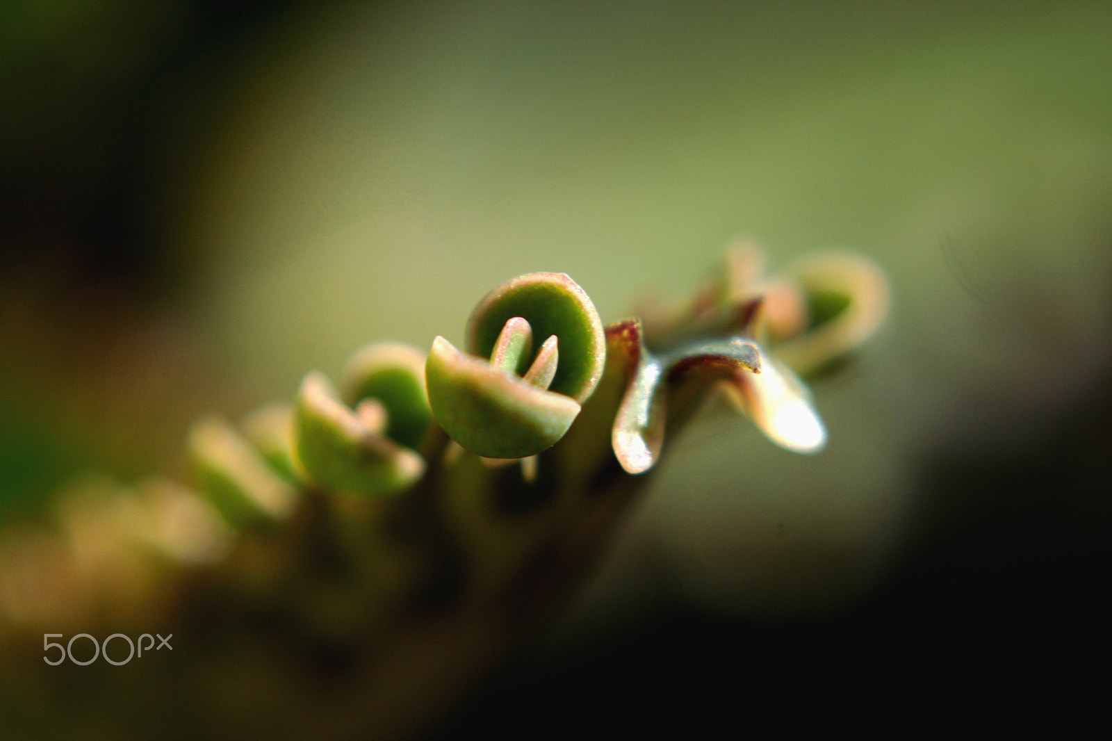 Canon EF 28-80mm f/3.5-5.6 USM IV sample photo. - photography