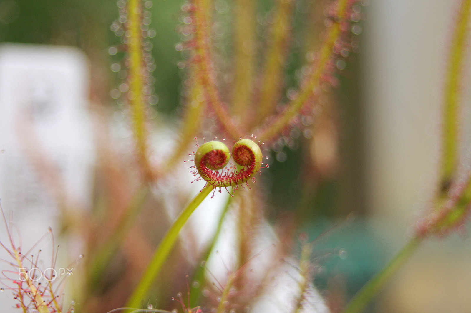 Canon EF 28-80mm f/3.5-5.6 USM IV sample photo. - photography