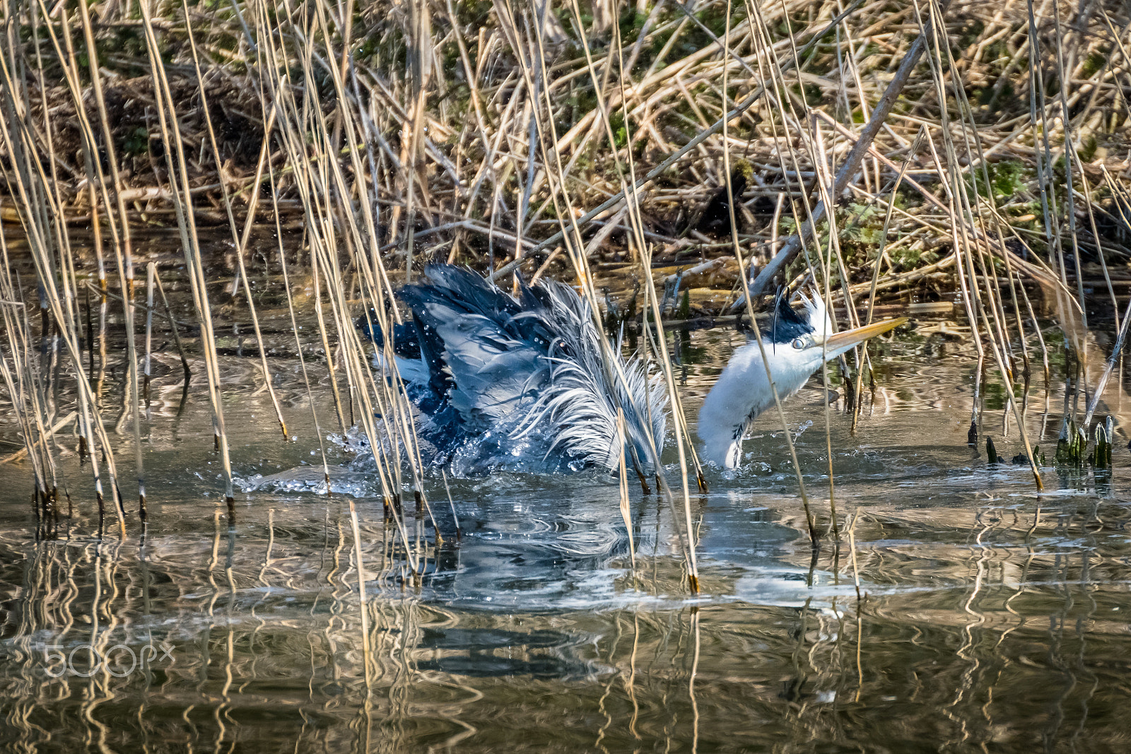 Sigma 50-500mm F4.5-6.3 DG OS HSM sample photo. Bathing heron photography