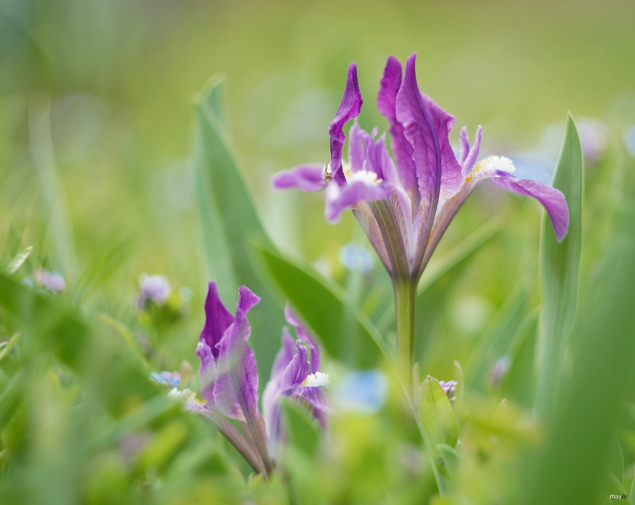 Sony SLT-A65 (SLT-A65V) + Minolta AF 50mm F1.7 sample photo. ириски photography