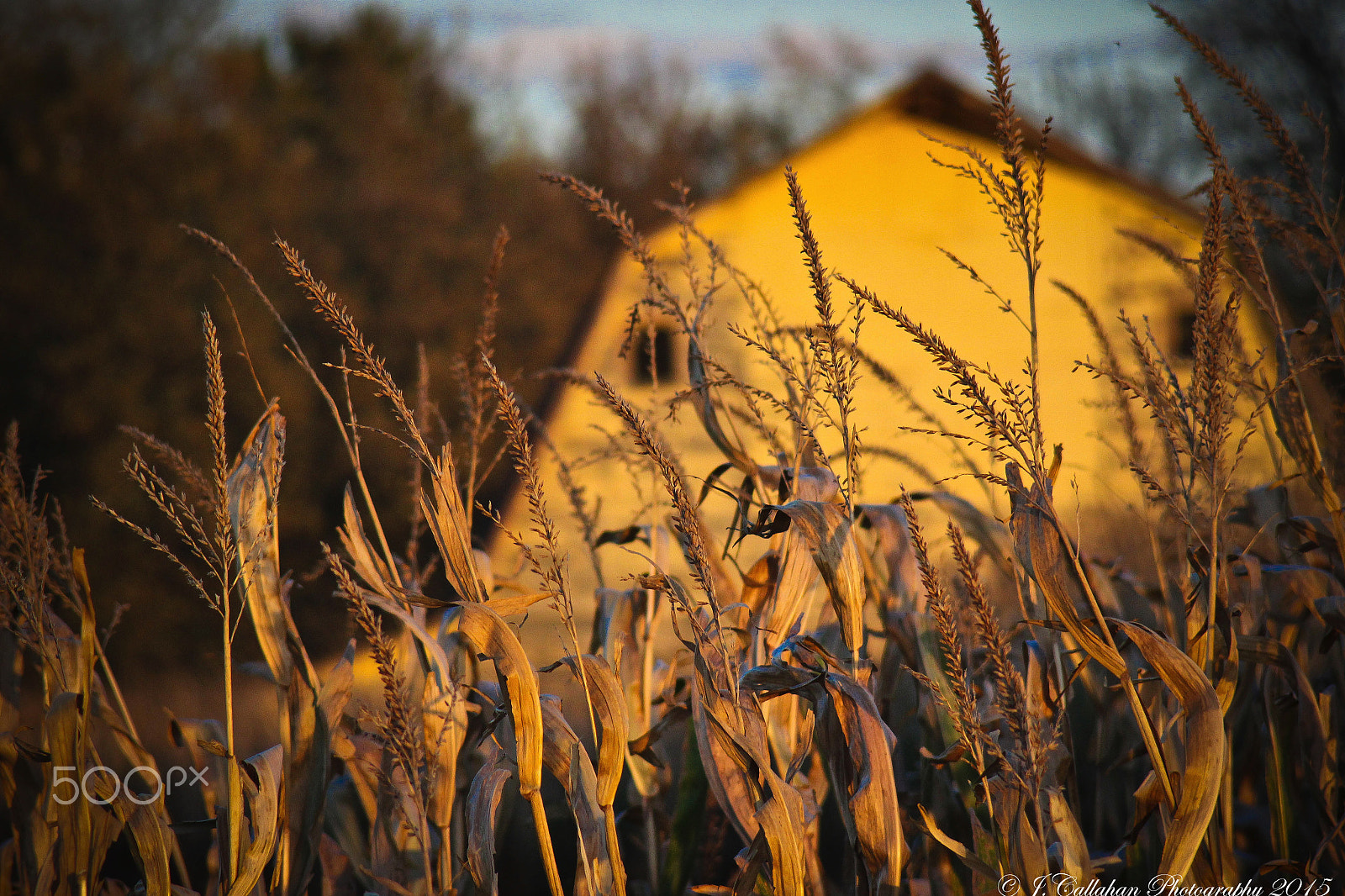Canon EOS 600D (Rebel EOS T3i / EOS Kiss X5) + Canon EF 80-200mm F4.5-5.6 II sample photo. "a barn among corn in fall" photography