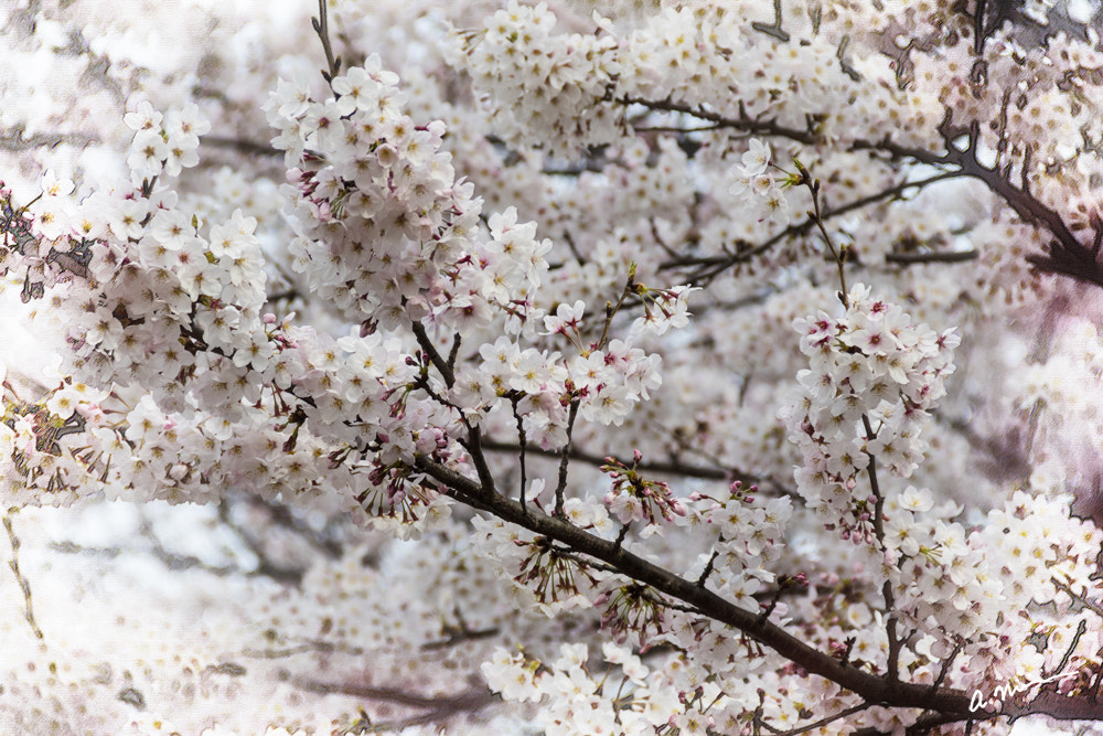 Canon EOS M3 sample photo. Sakura photography