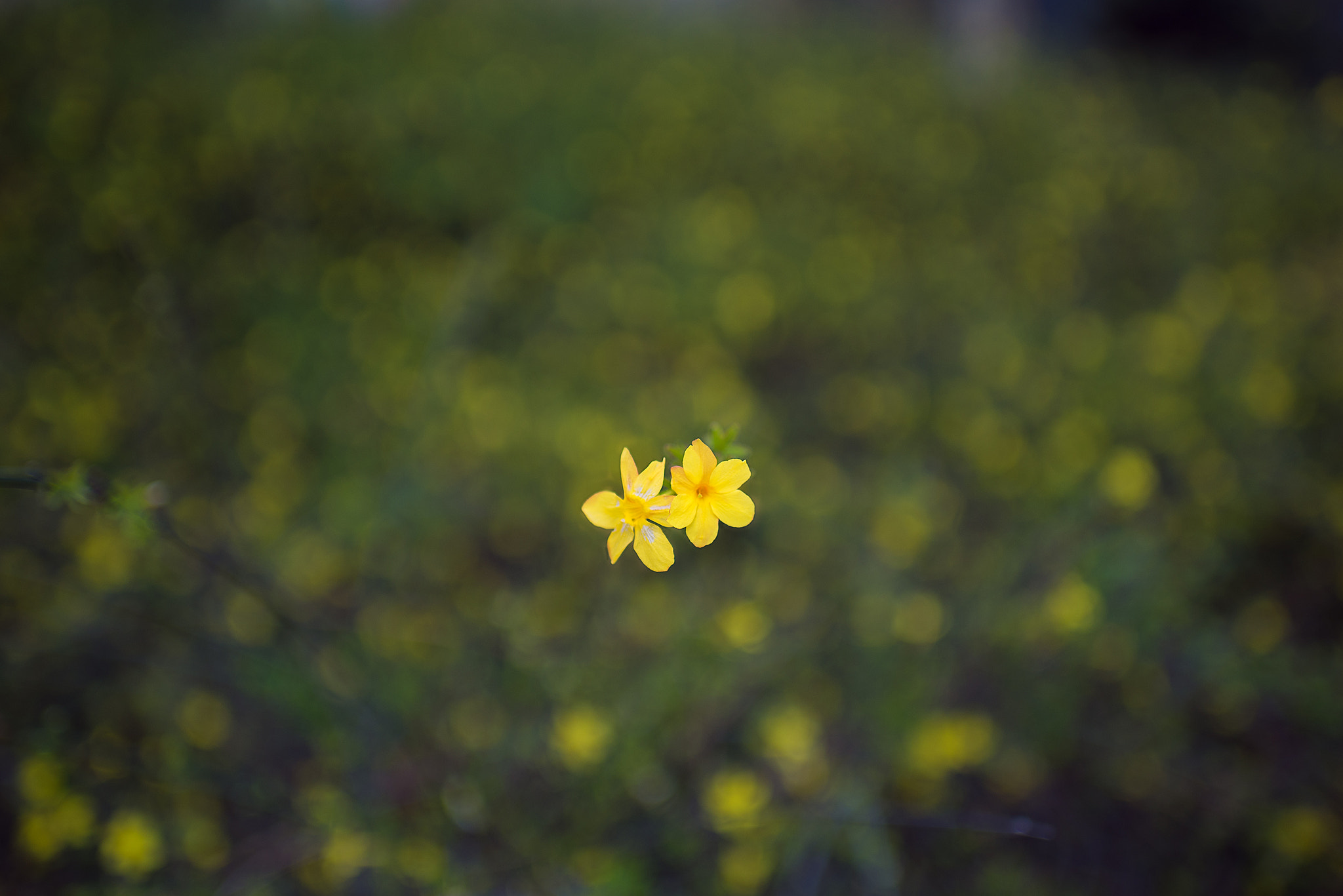 Nikon D750 + AF-S Nikkor 35mm f/1.8G sample photo. Jasminum nudiflorum photography