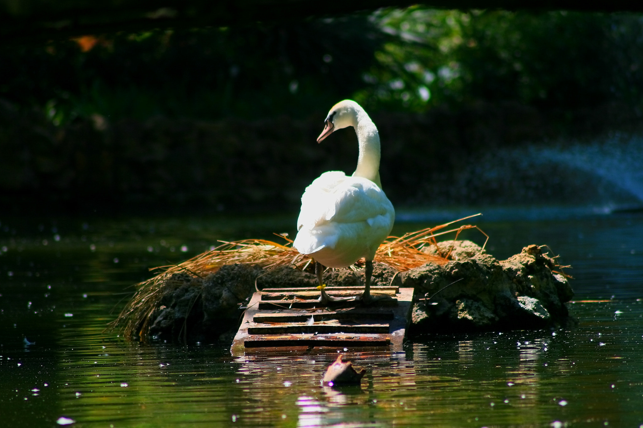 Canon EOS 400D (EOS Digital Rebel XTi / EOS Kiss Digital X) sample photo. Spanish swan photography