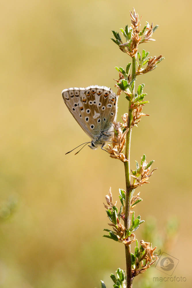 Canon EOS 40D + Canon EF 100mm F2.8L Macro IS USM sample photo. Butterfly photography