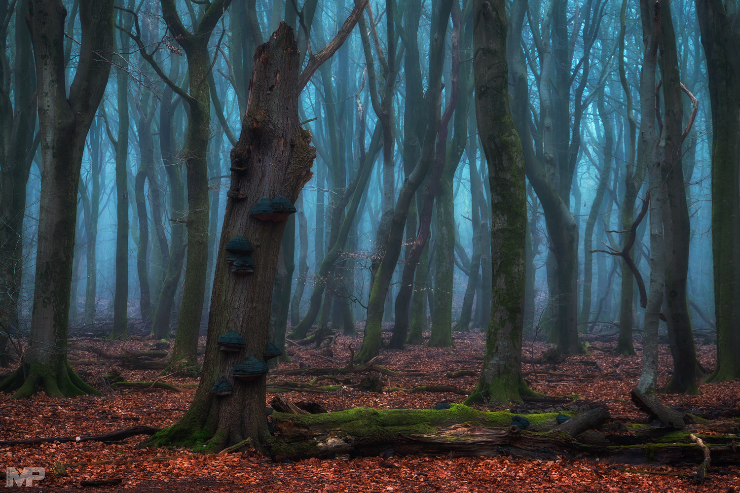 Sony E 18-200mm F3.5-6.3 OSS sample photo. The blue forest photography