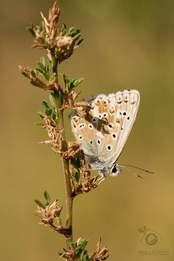 Canon EOS 40D + Canon EF 100mm F2.8L Macro IS USM sample photo. Butterfly photography