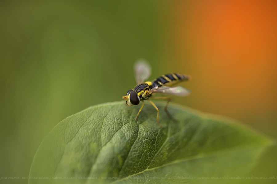 Nikon D610 + Sigma 105mm F2.8 EX DG Macro sample photo. In the colors of nature photography