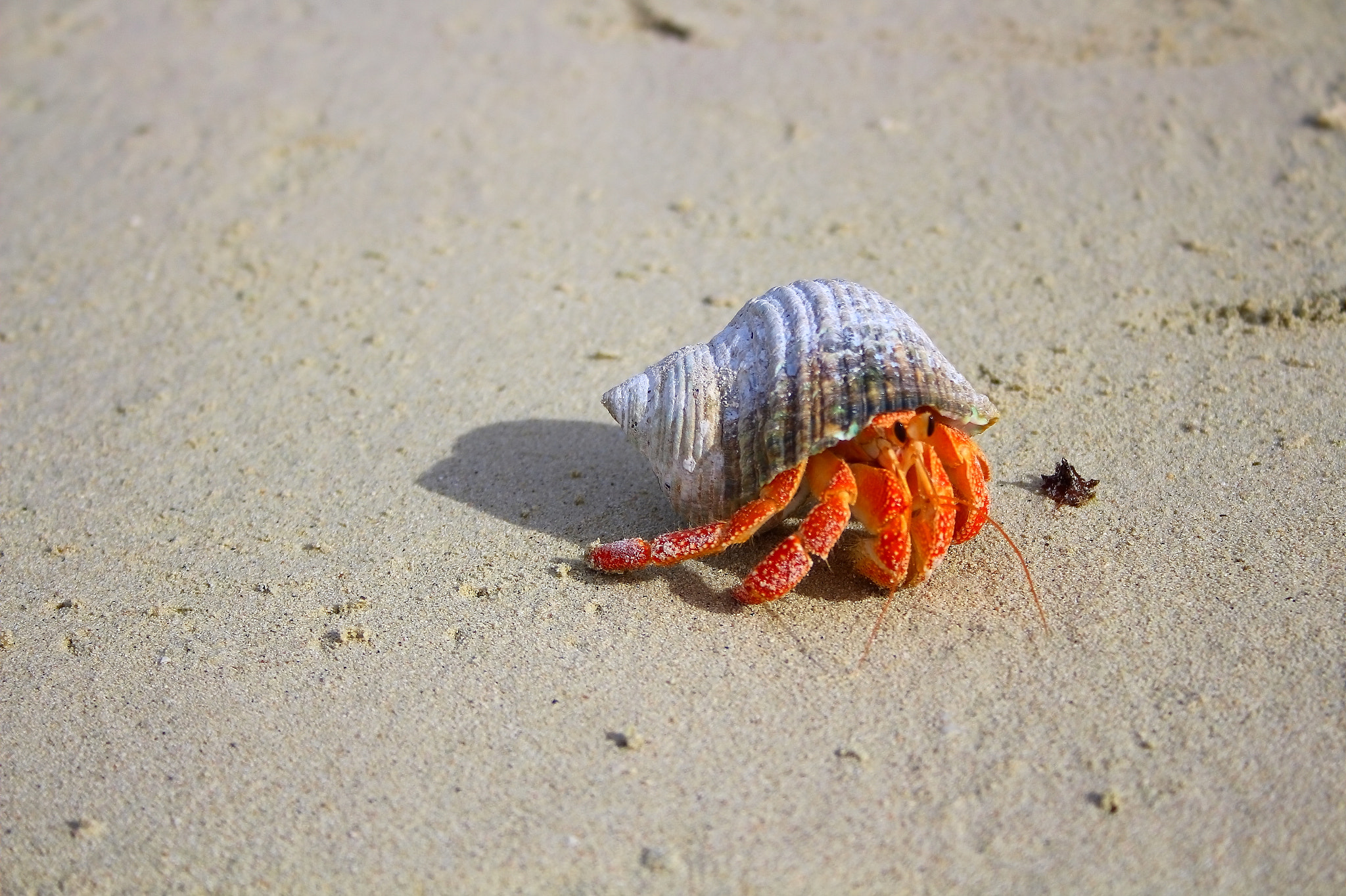 Canon EF-S 18-55mm F3.5-5.6 sample photo. In the shell photography