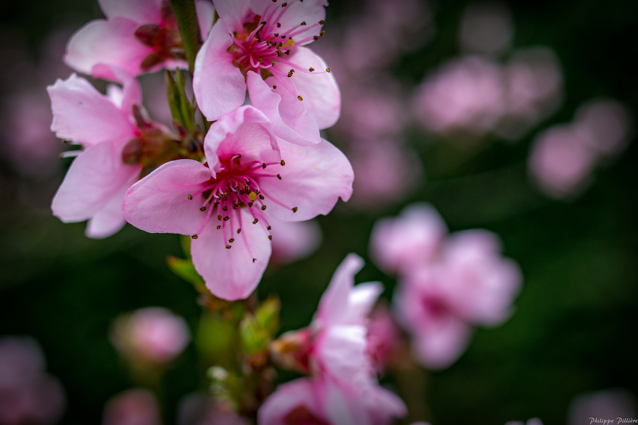 Canon EOS 70D + Canon EF 35mm F2 sample photo. Fleurs photography
