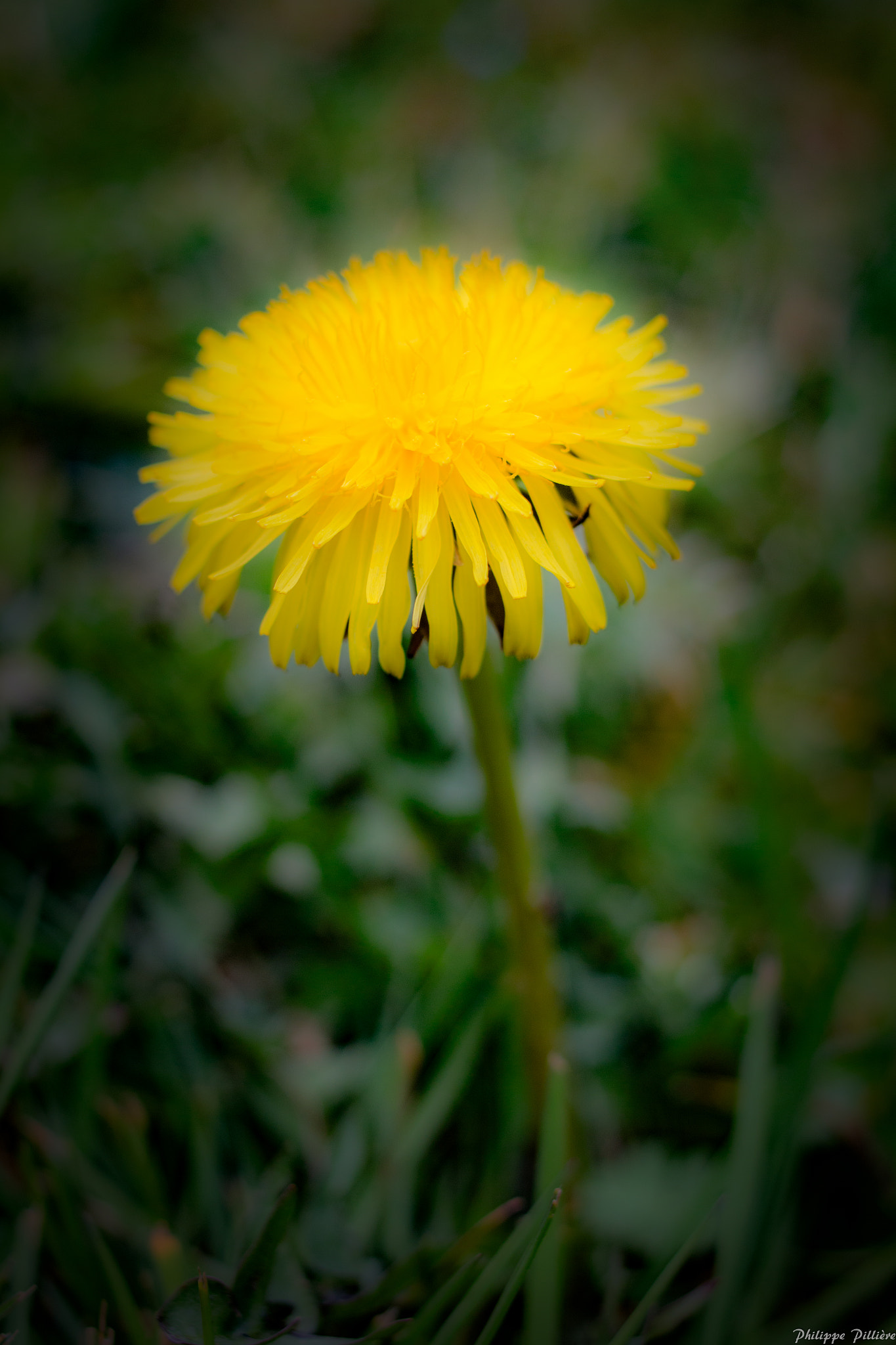 Canon EOS 70D + Canon EF 35mm F2 sample photo. Fleurs photography