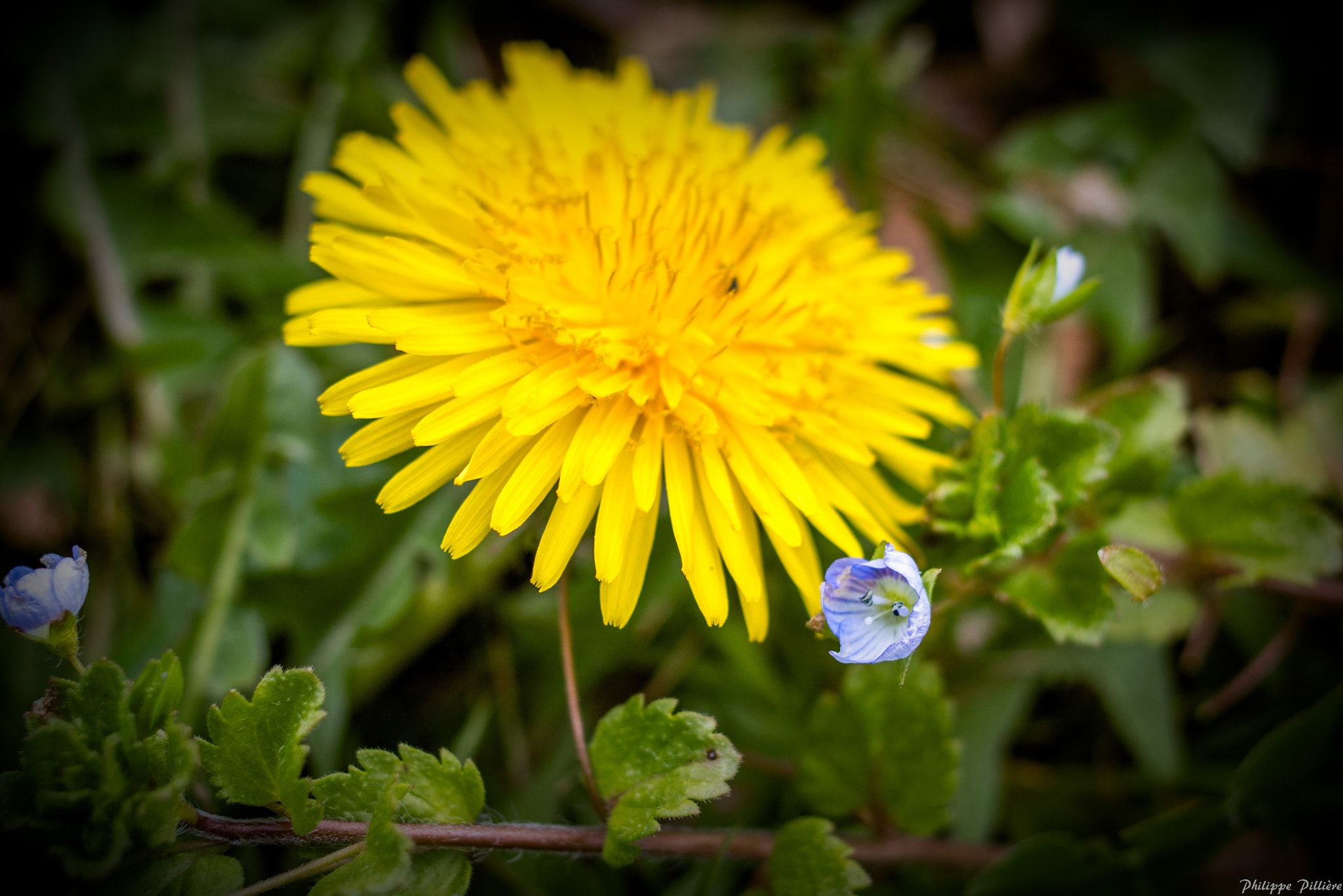 Canon EOS 70D + Canon EF 35mm F2 sample photo. Fleurs photography