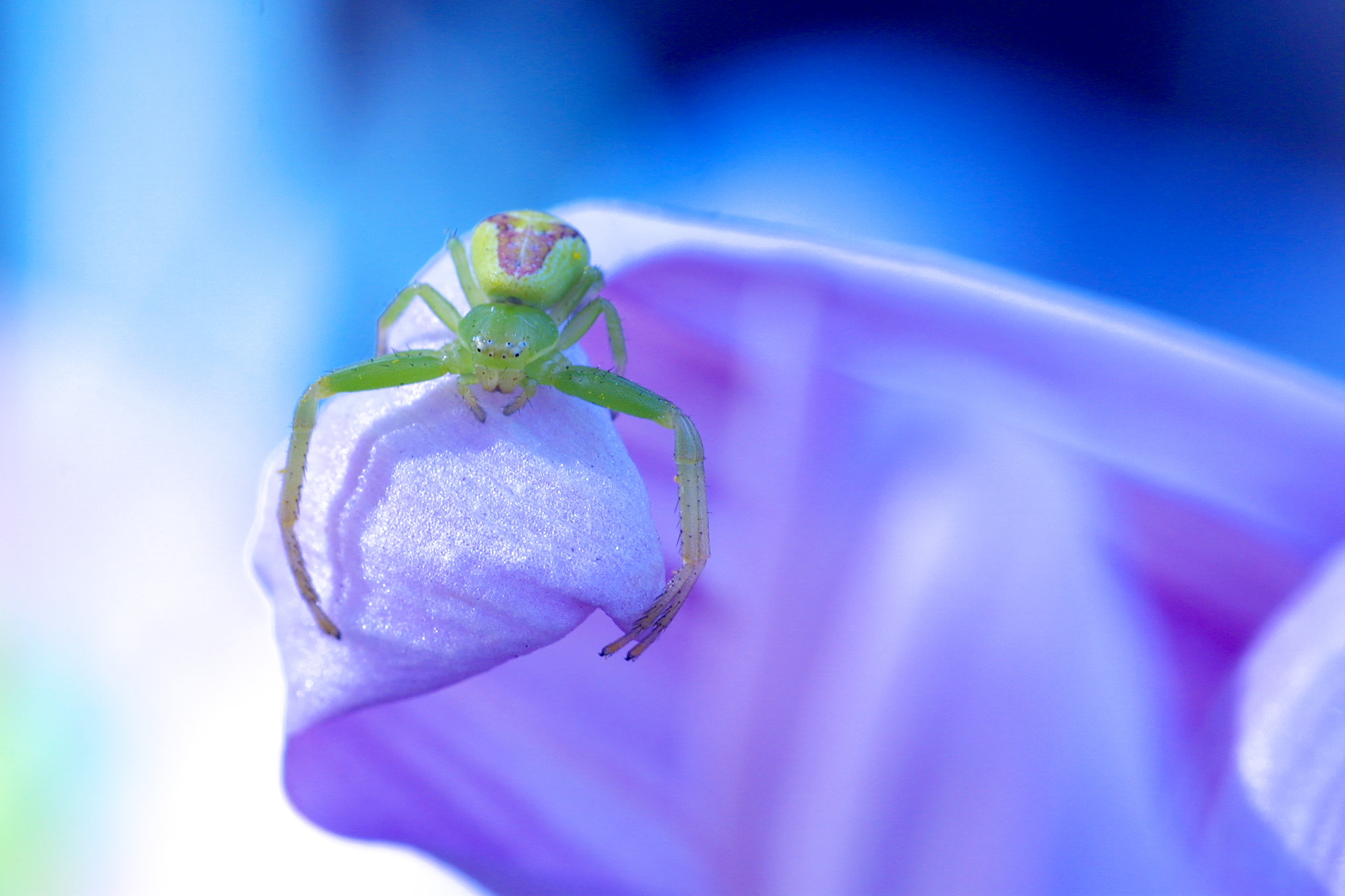 Canon EOS D30 sample photo. Flower spider photography