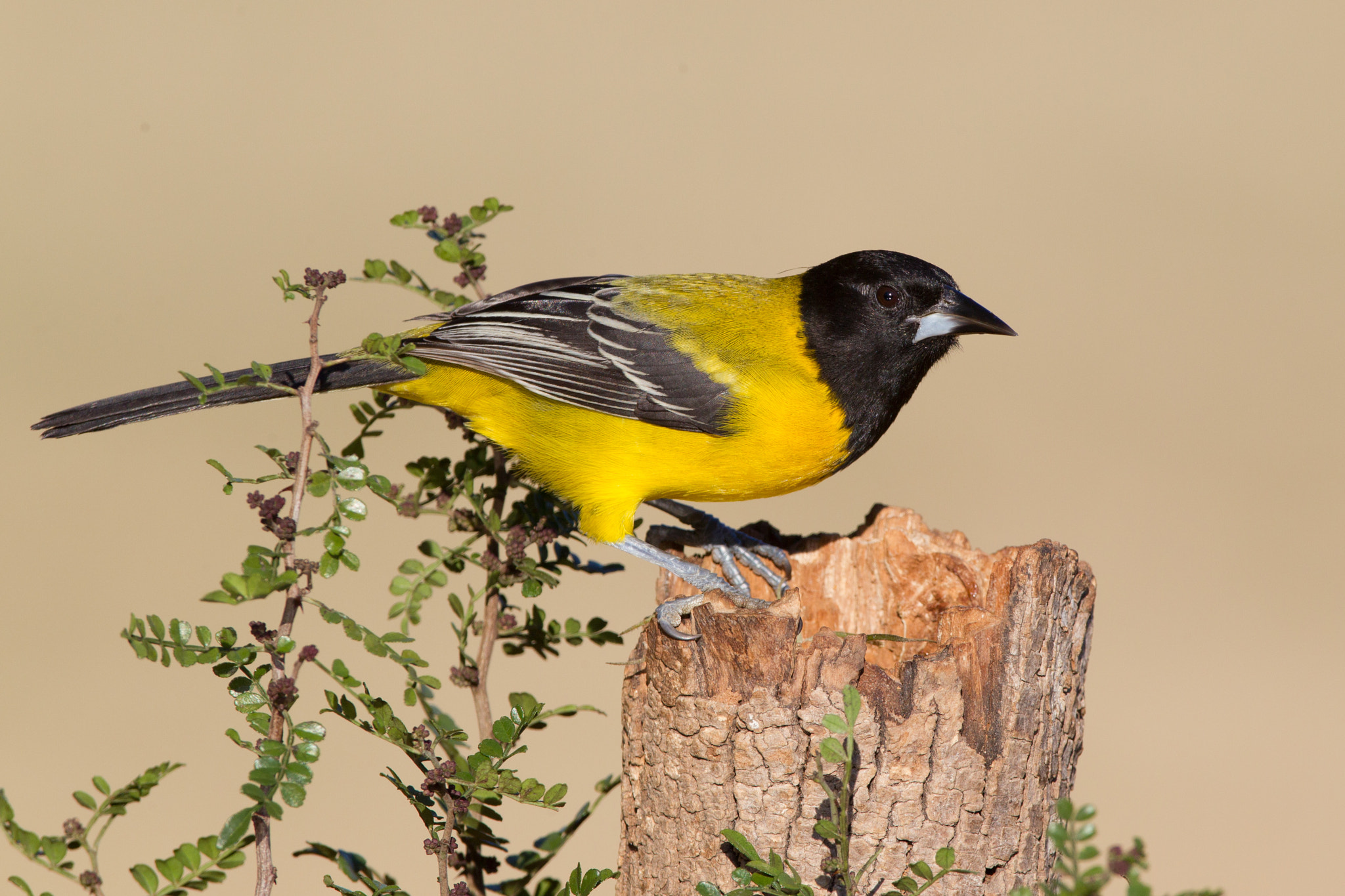 Canon EF 600mm f/4L IS sample photo. Audubon's oriole photography