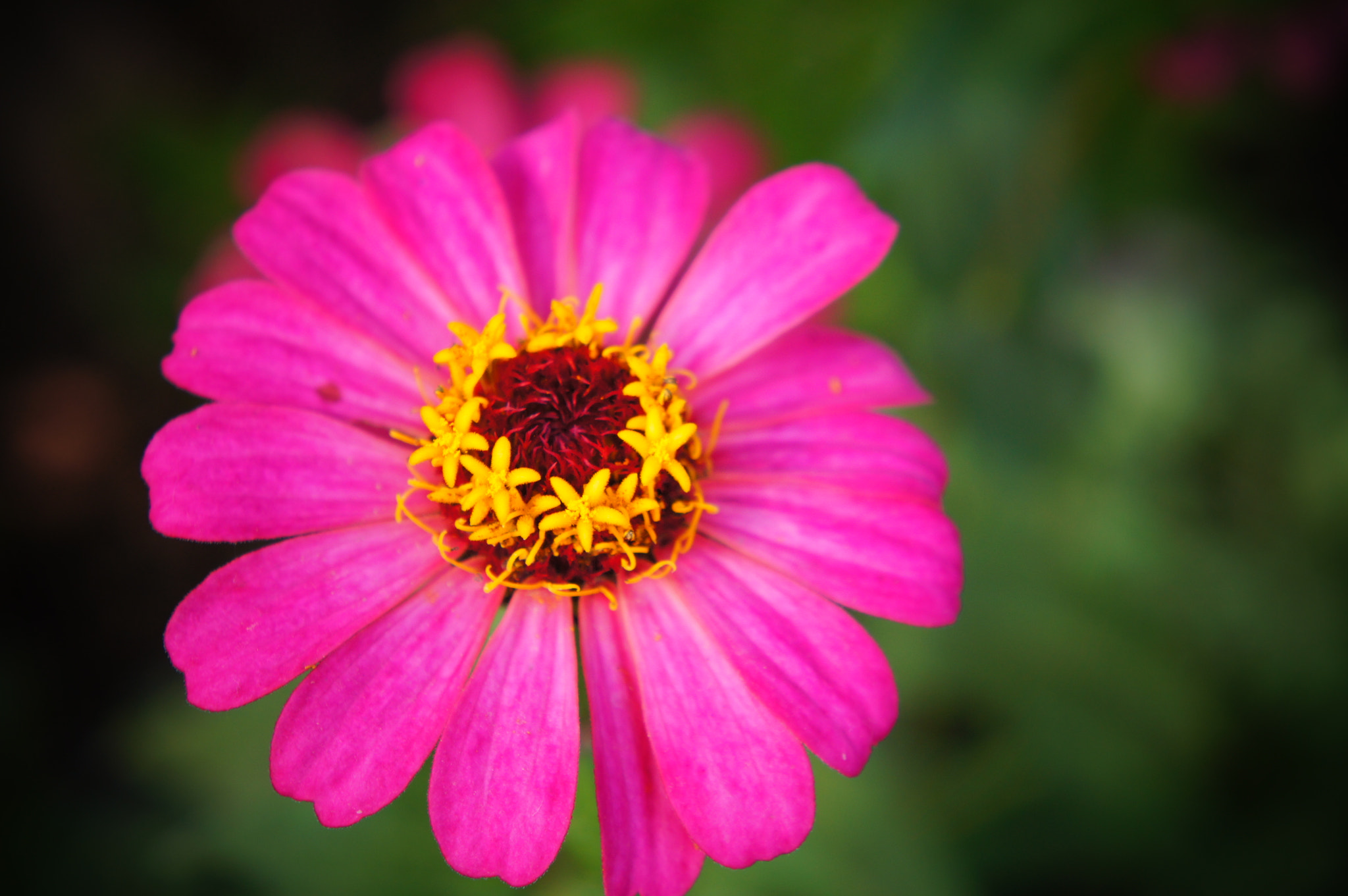 Sony Alpha NEX-C3 sample photo. Pink photography