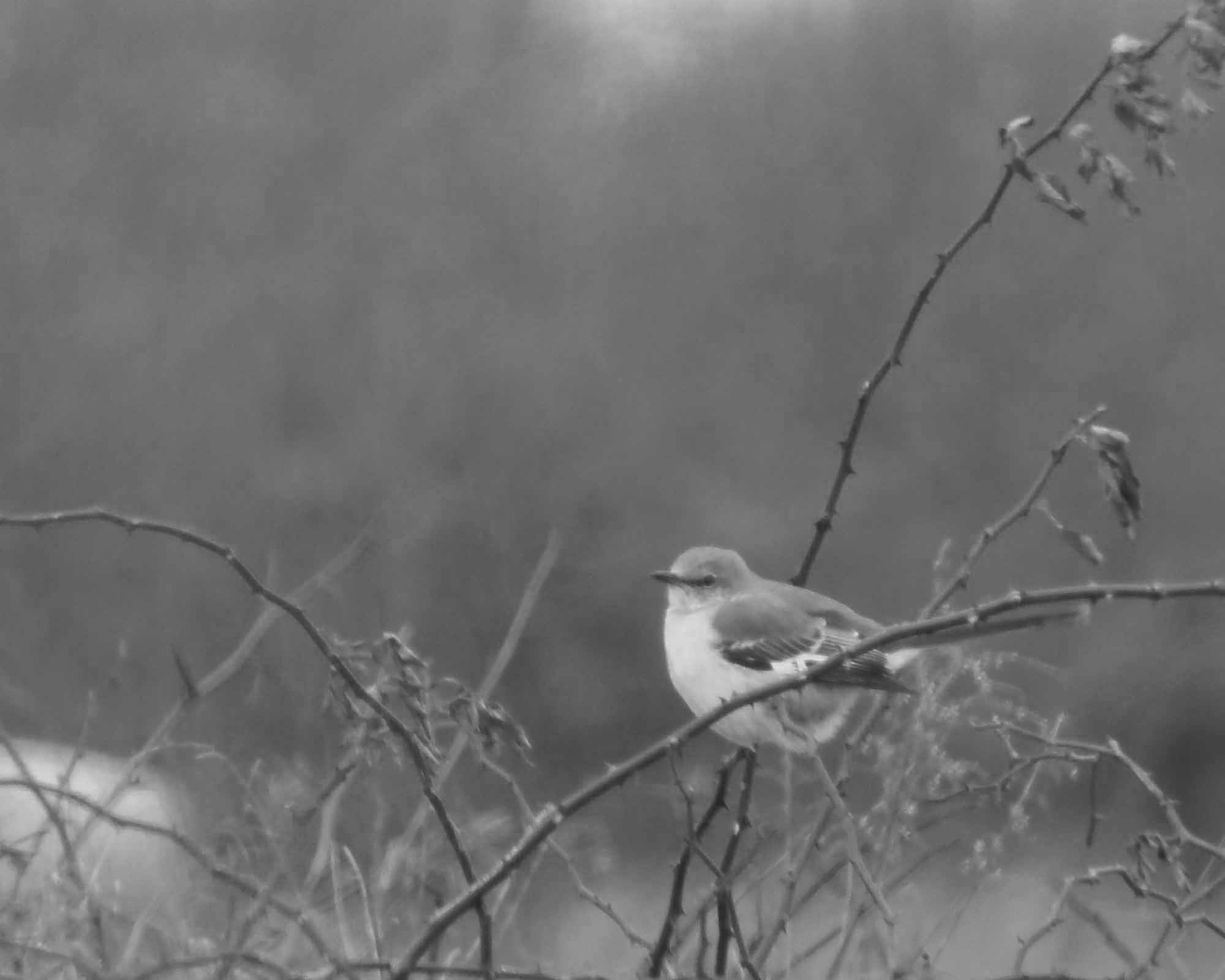 Olympus SP-810UZ sample photo. 2013_bird 024 bw photography