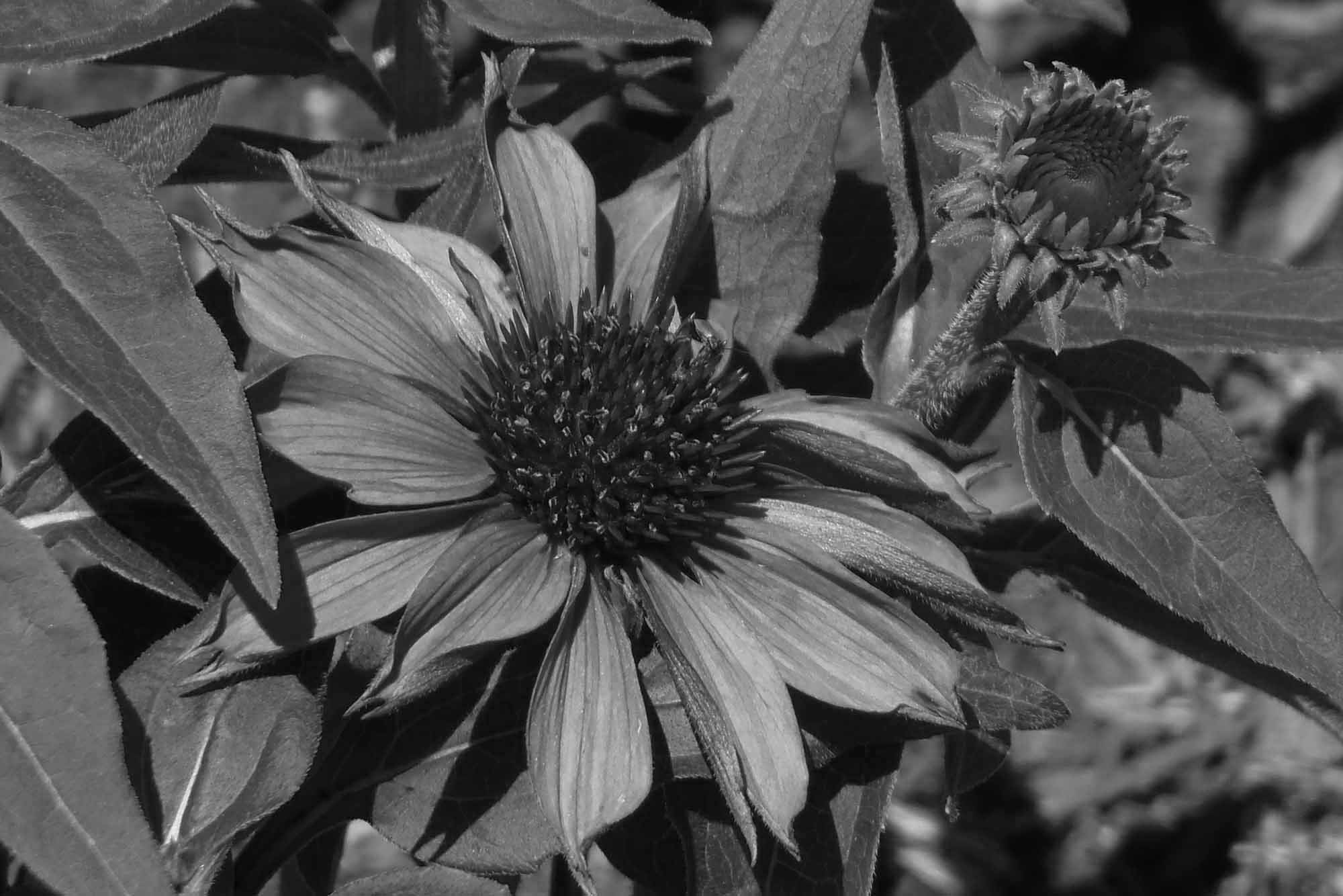Olympus SP-810UZ sample photo. 2013_flower 015 bw photography