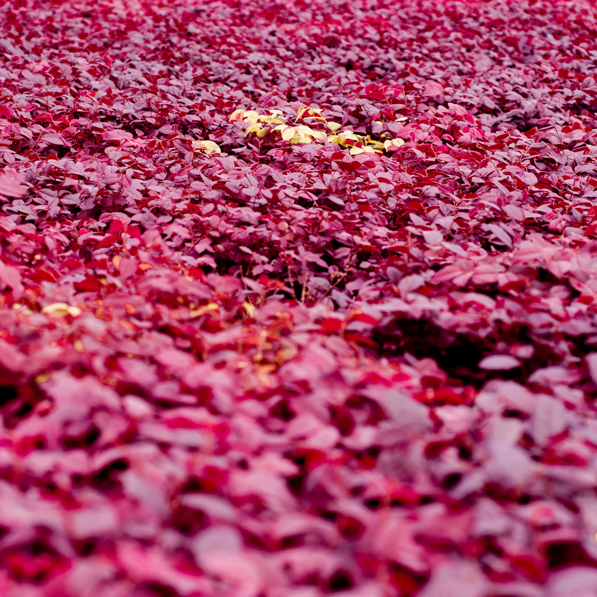 Nikon D90 + Nikon AF Micro-Nikkor 60mm F2.8D sample photo. Red leaves photography