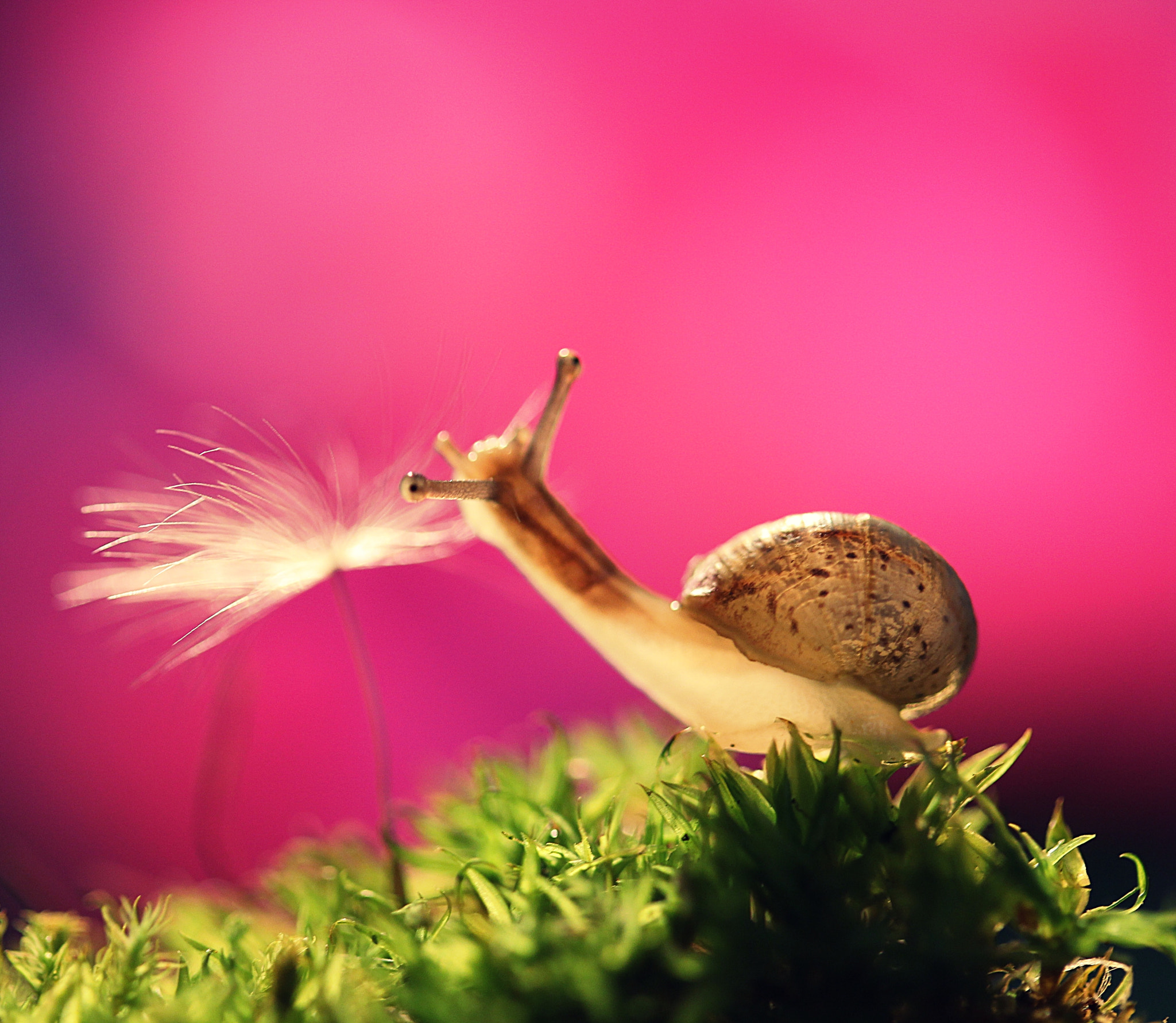 Canon EF-S 60mm F2.8 Macro USM sample photo. A gentle touch photography