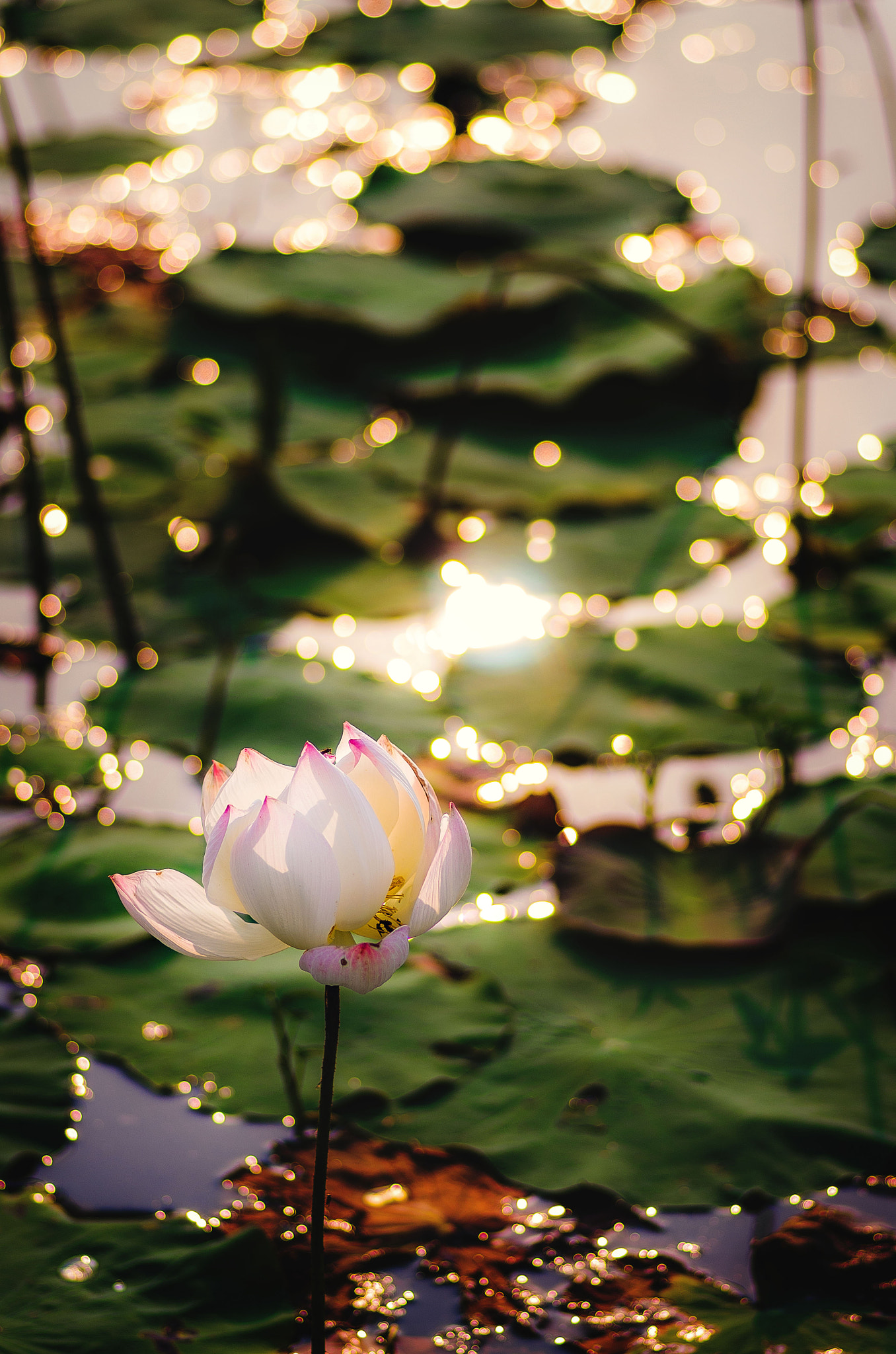 Pentax smc D-FA 100mm F2.8 Macro WR sample photo. Lotus in sunset photography