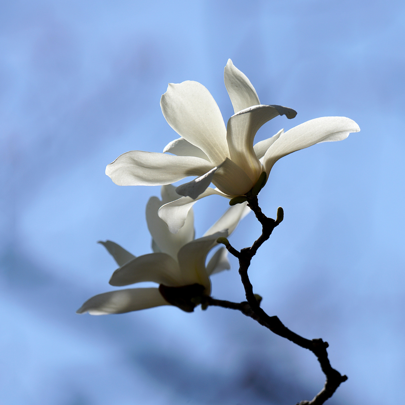 Sony 70-400mm F4-5.6 G SSM II sample photo. 【原摄】蓝天下的白玉兰 photography