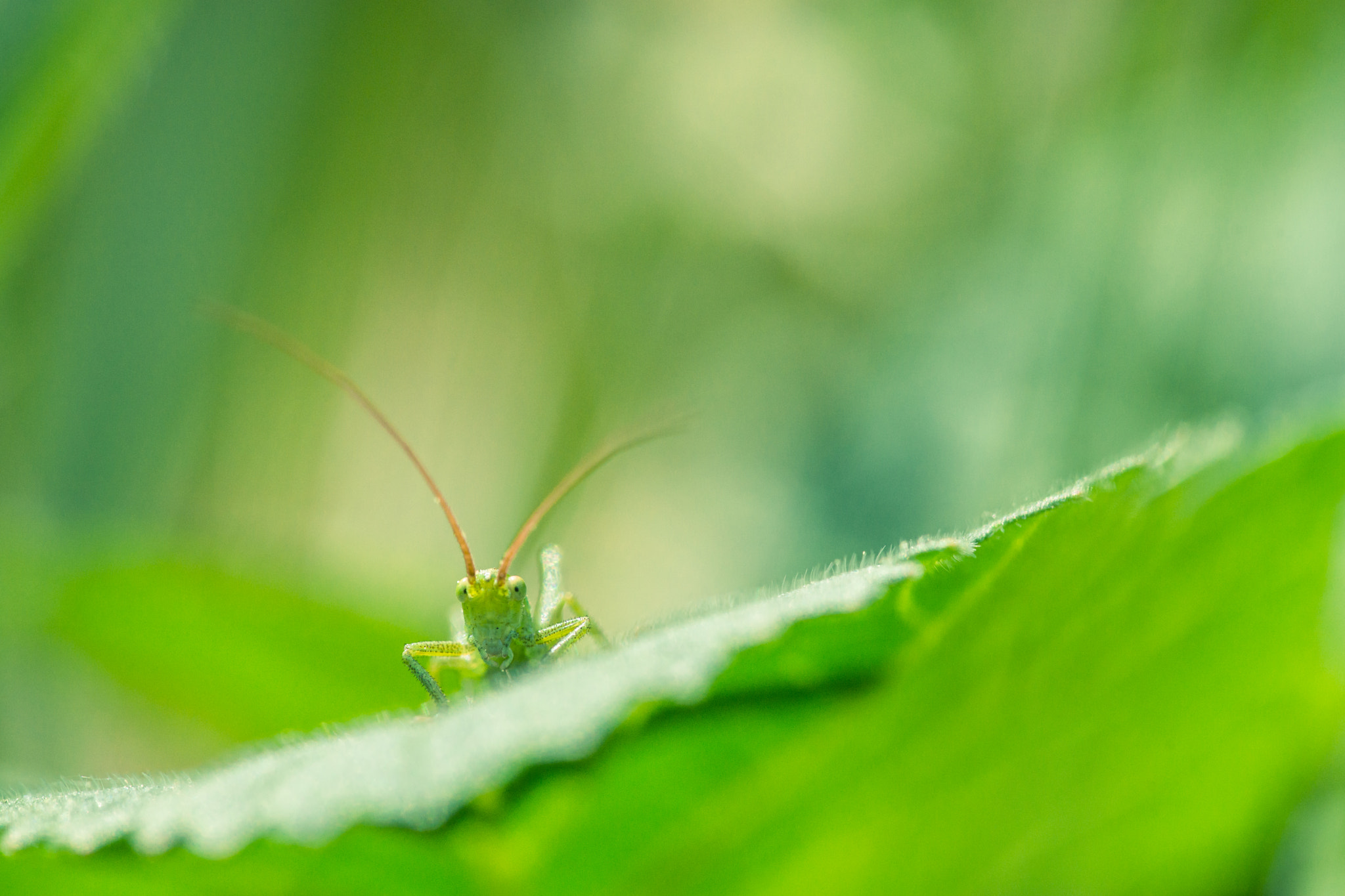 Sony a99 II + 105mm F2.8 sample photo. Hi ! photography