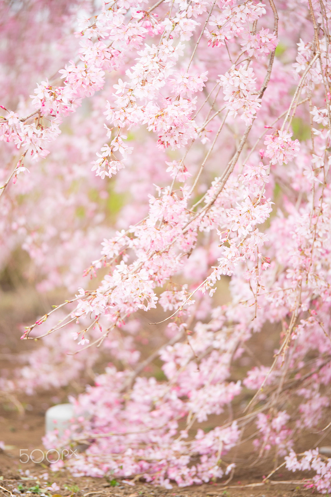 Panasonic Lumix G X Vario 35-100mm F2.8 OIS sample photo. Cherry blossom photography