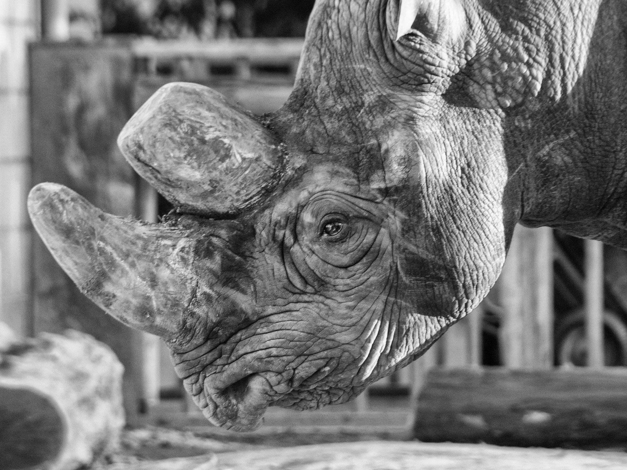 Sony DT 18-200mm F3.5-6.3 sample photo. Rhino photography
