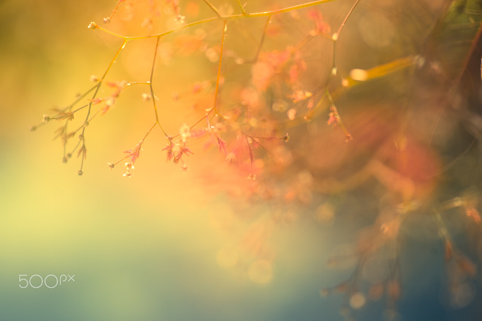 Nikon Df sample photo. Obsqure photography