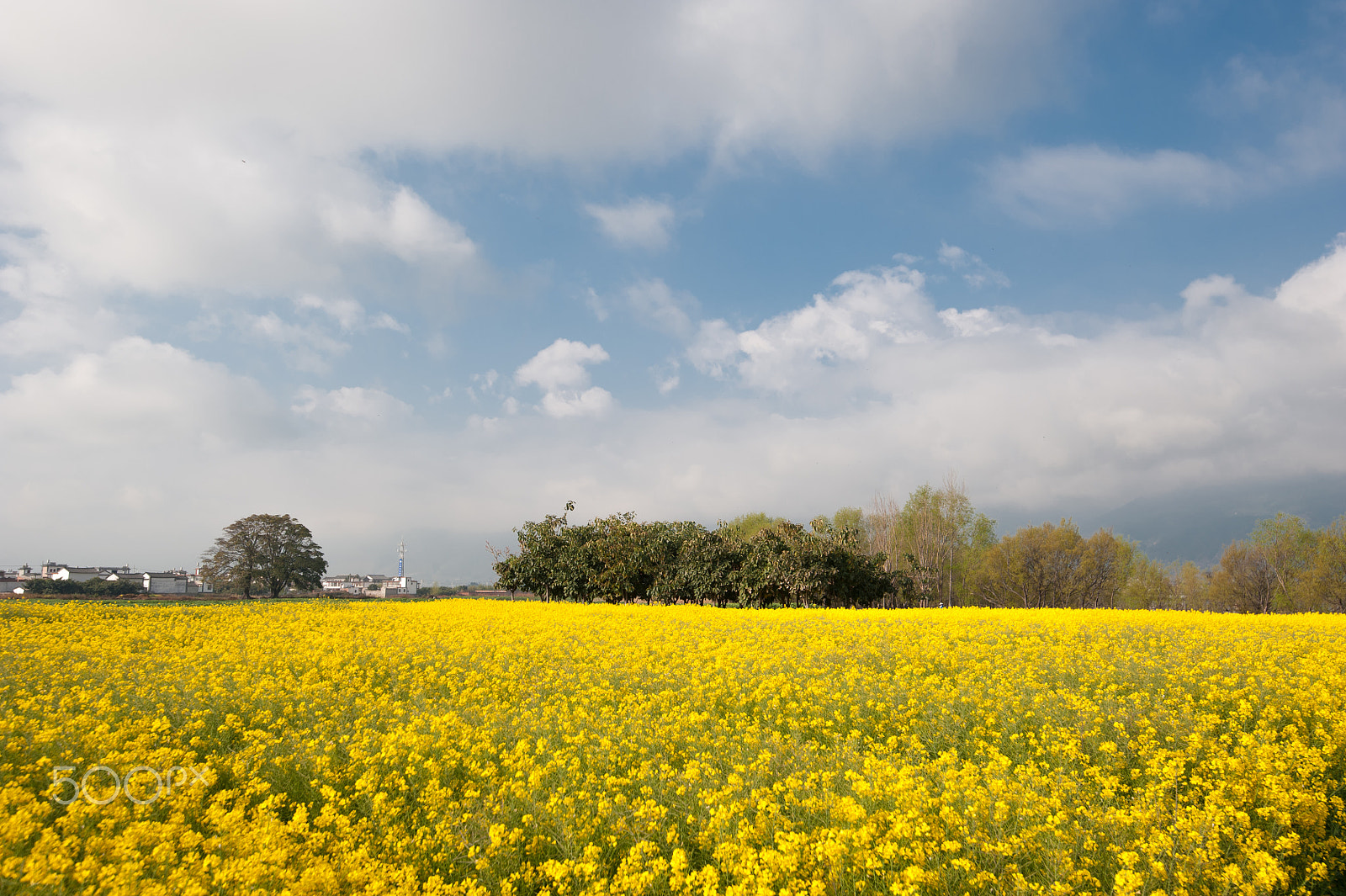 Tamron SP 15-30mm F2.8 Di VC USD sample photo. Canola flower photography