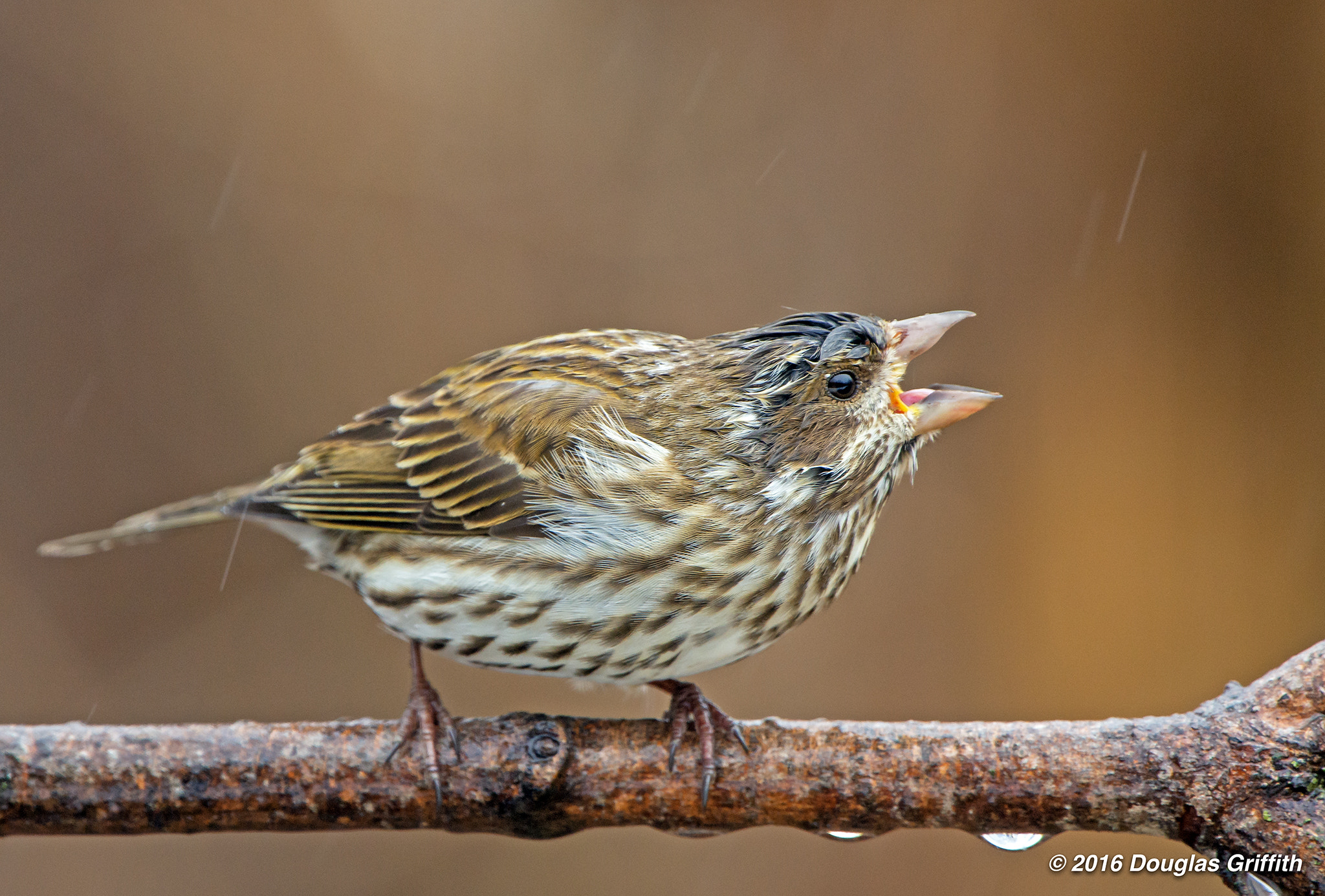 Nikon D7200 + Nikon AF-S Nikkor 500mm F4G ED VR sample photo. Purple finch (haemorhous purpureus) - female in a heavy rain photography