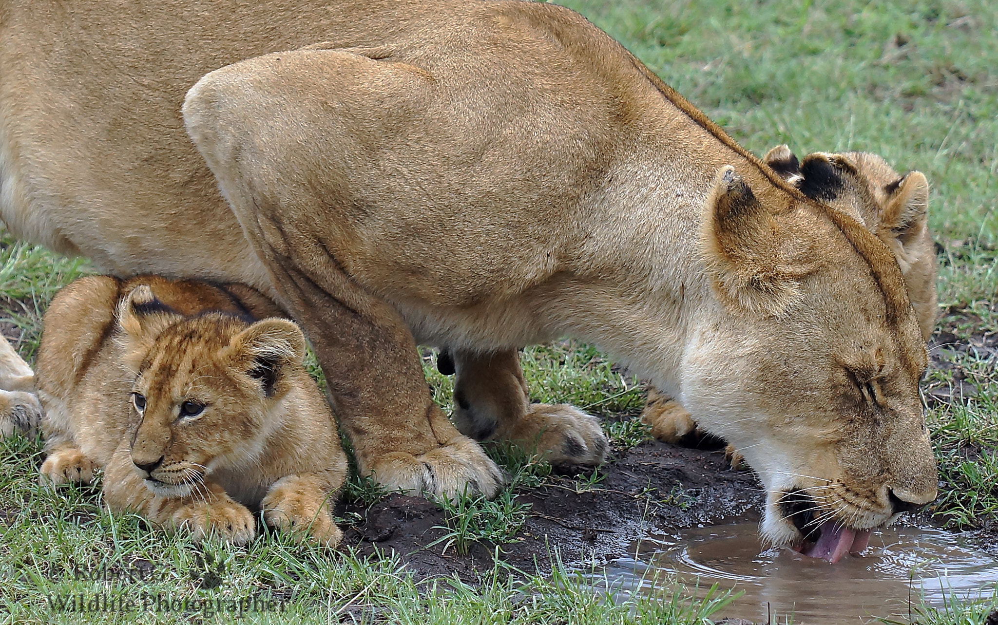 Sony SLT-A77 + Minolta/Sony AF 70-200mm F2.8 G sample photo. Thirsty photography