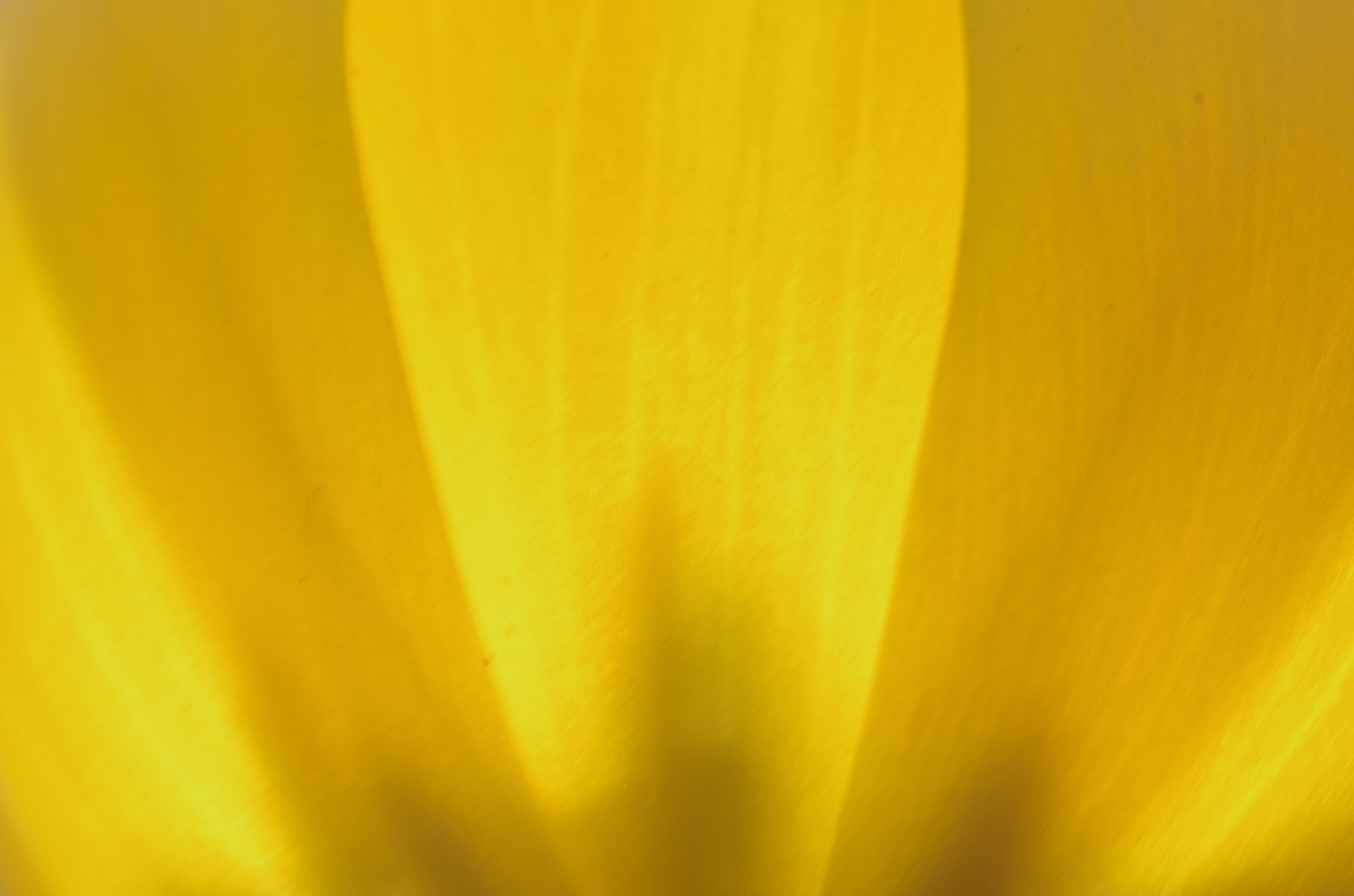 HD Pentax DA 35mm F2.8 Macro Limited sample photo. Color photography