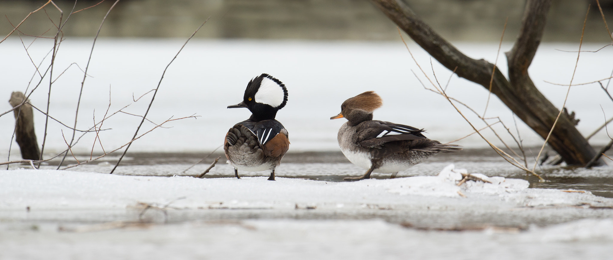 Nikon D4 + Sigma 24-60mm F2.8 EX DG sample photo. Harle couronne - lophodytes cucullatus - hooded merganser photography