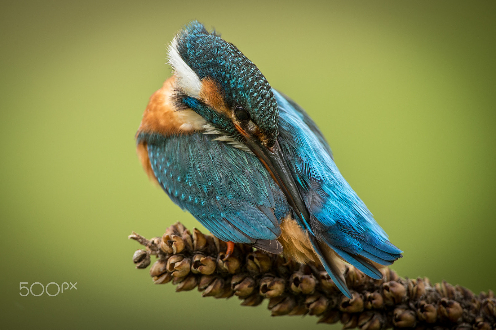 Canon EOS-1D X + Canon EF 300mm F2.8L IS USM sample photo. Preening kingfisher photography